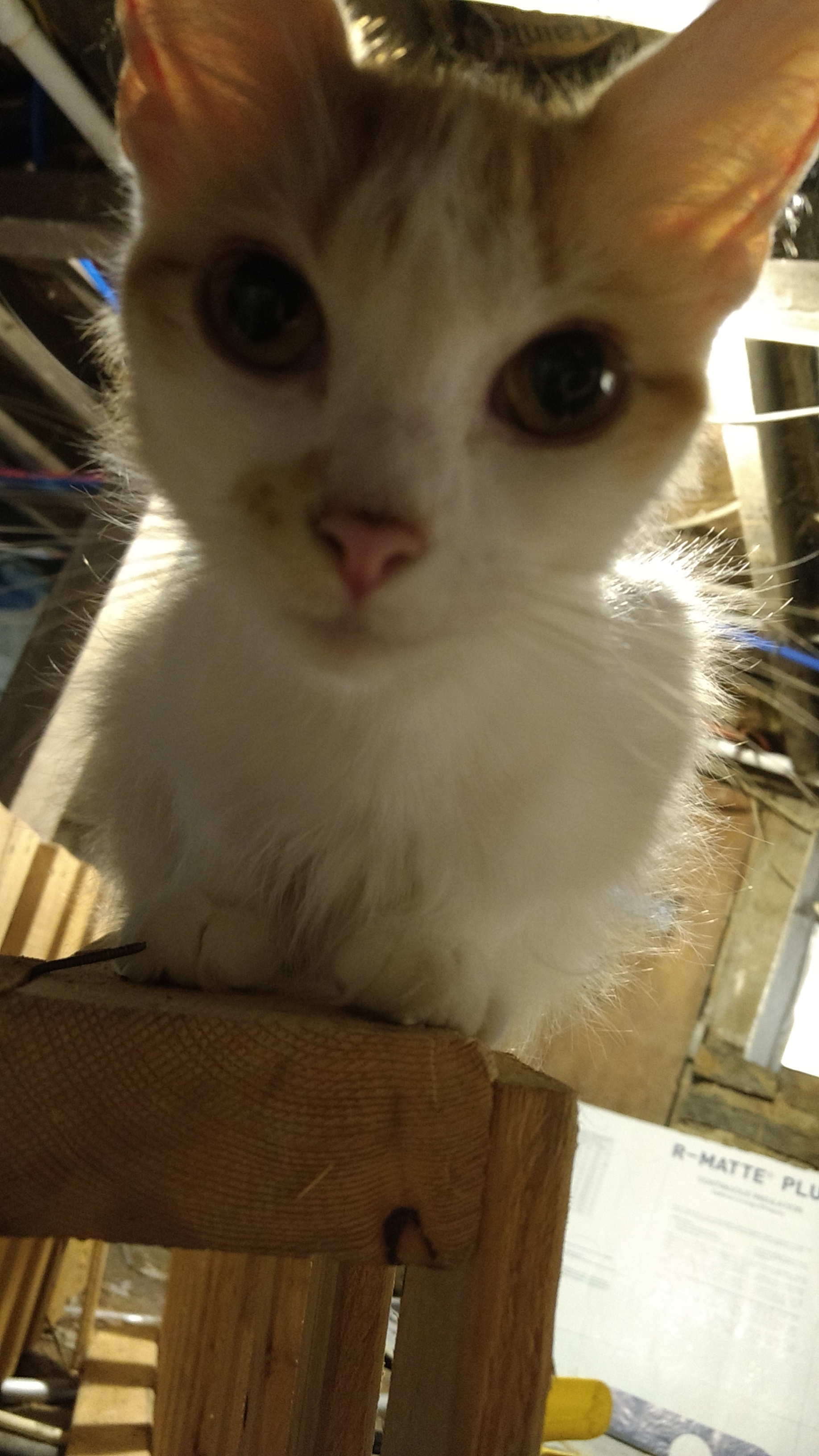 adoptable Cat in Cincinnati,OH named Peach