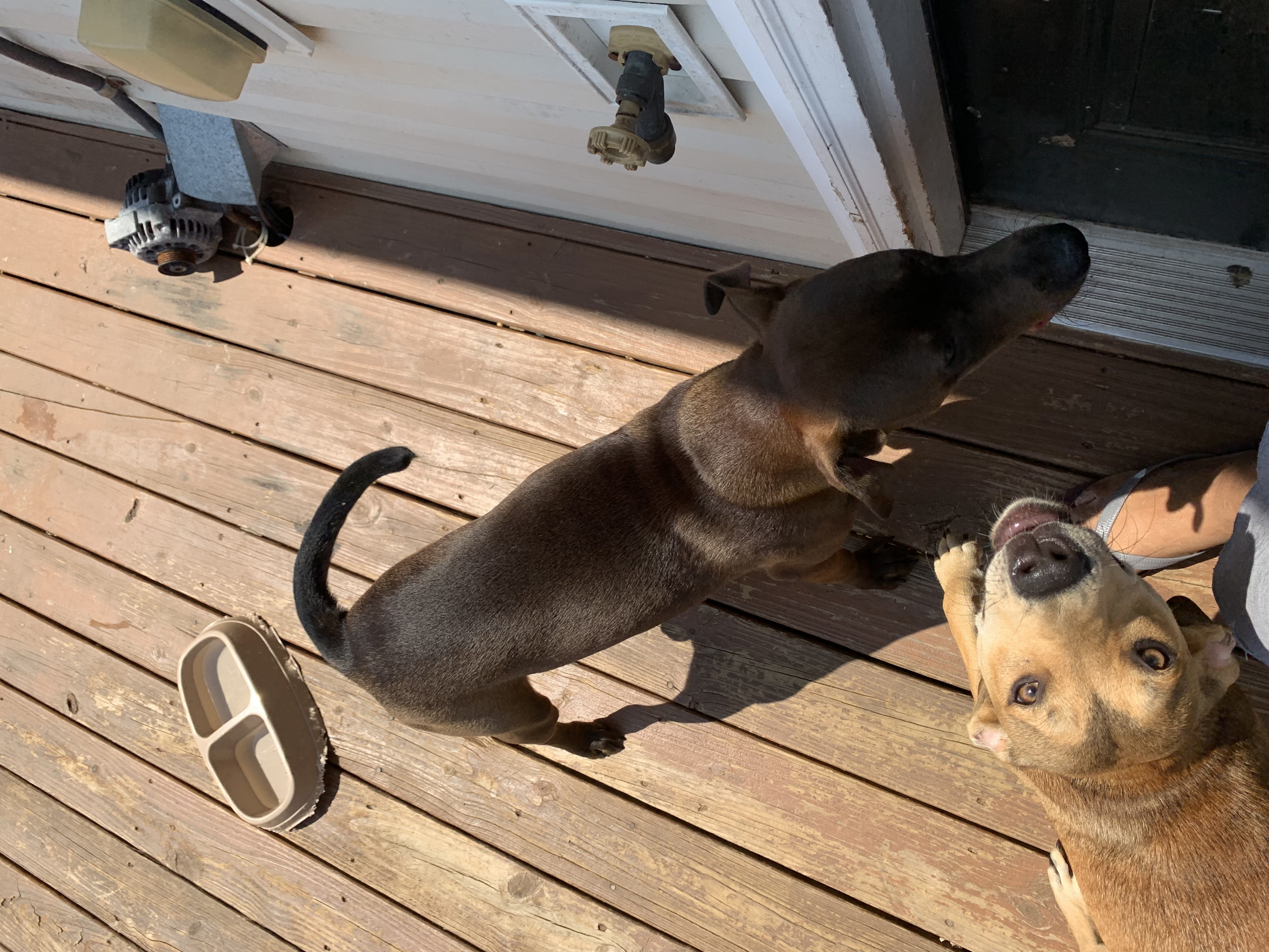 adoptable Dog in Conyers,GA named Gunner 