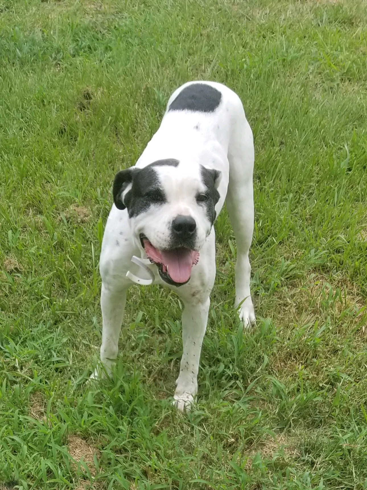 adoptable Dog in Pooler,GA named Chloe