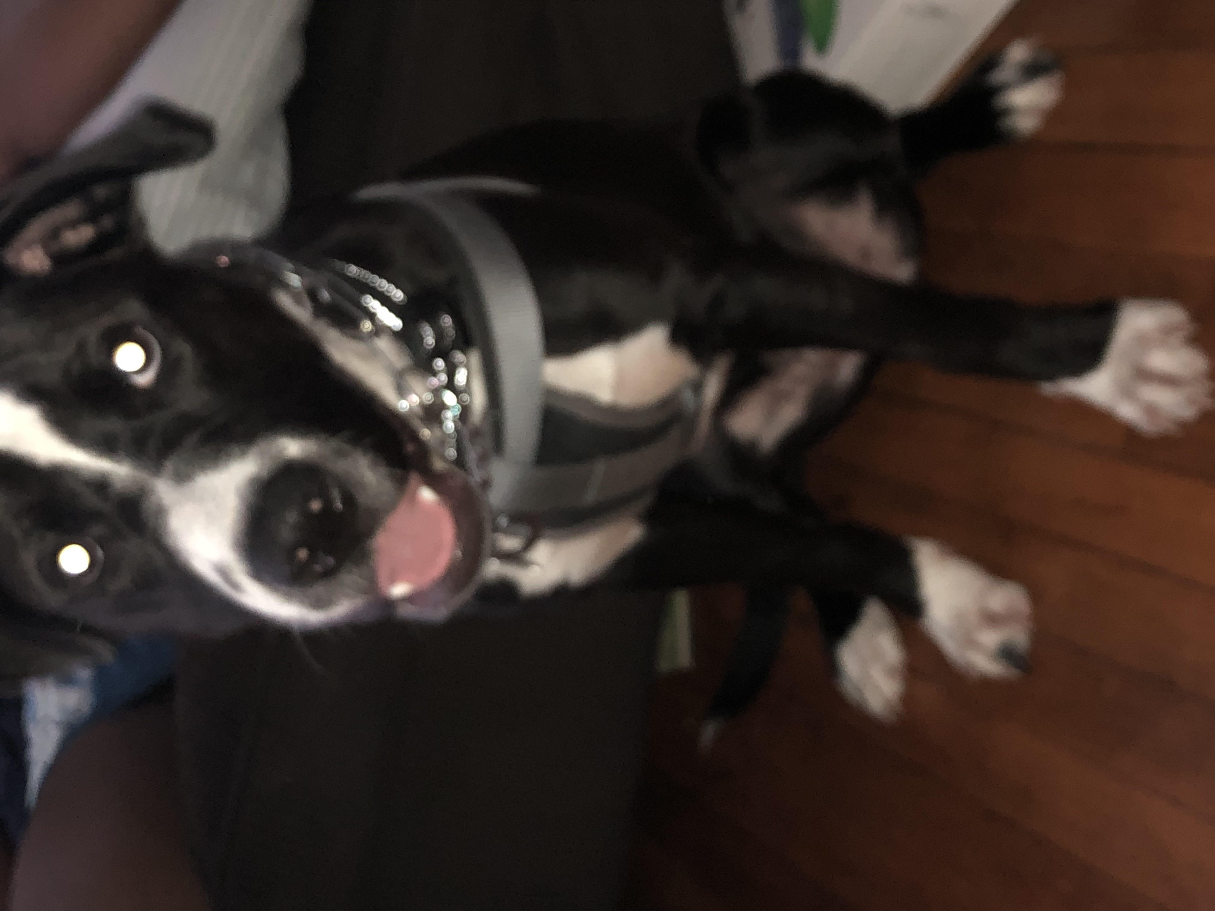 adoptable Dog in Syracuse,NY named Hero