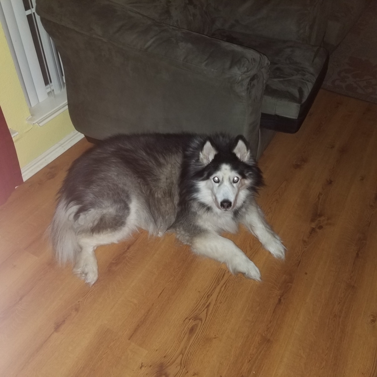 adoptable Dog in Converse,TX named Shadow 