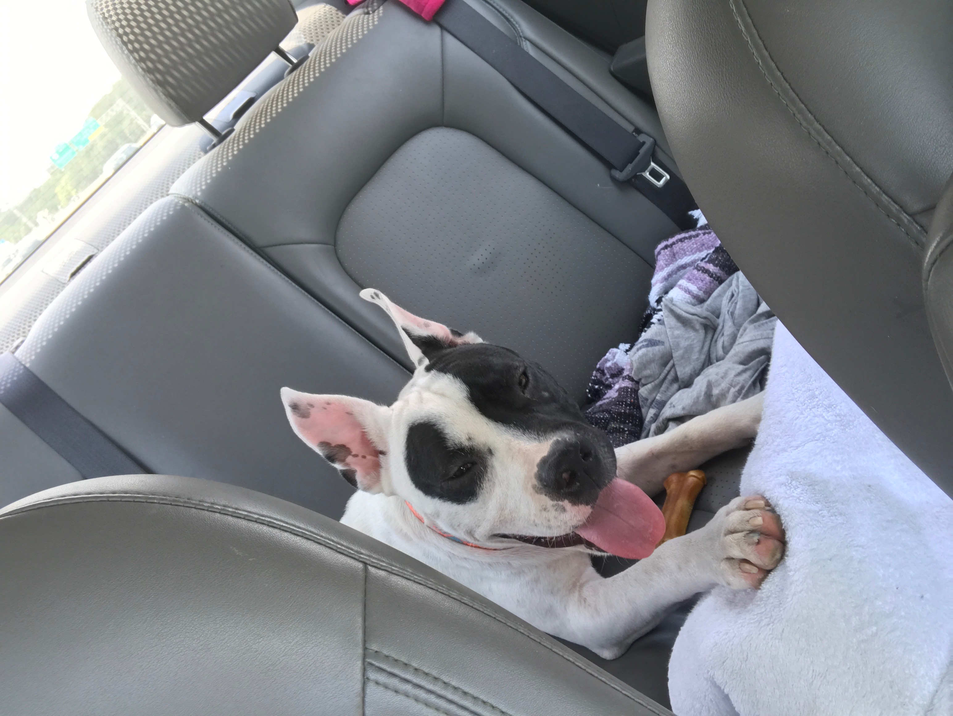 adoptable Dog in Dallas,TX named Harvey