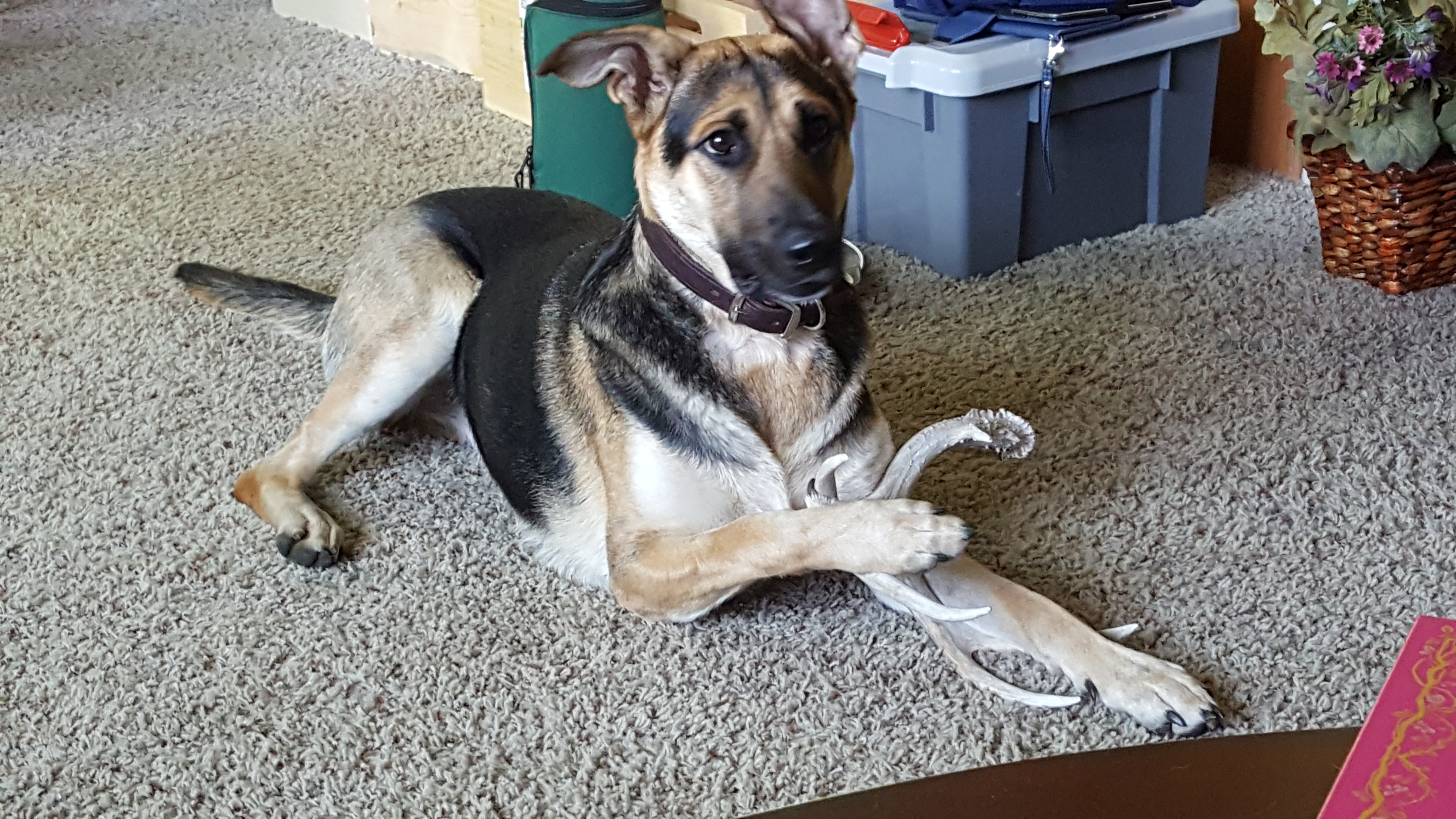 adoptable Dog in Meridian,ID named Lolo