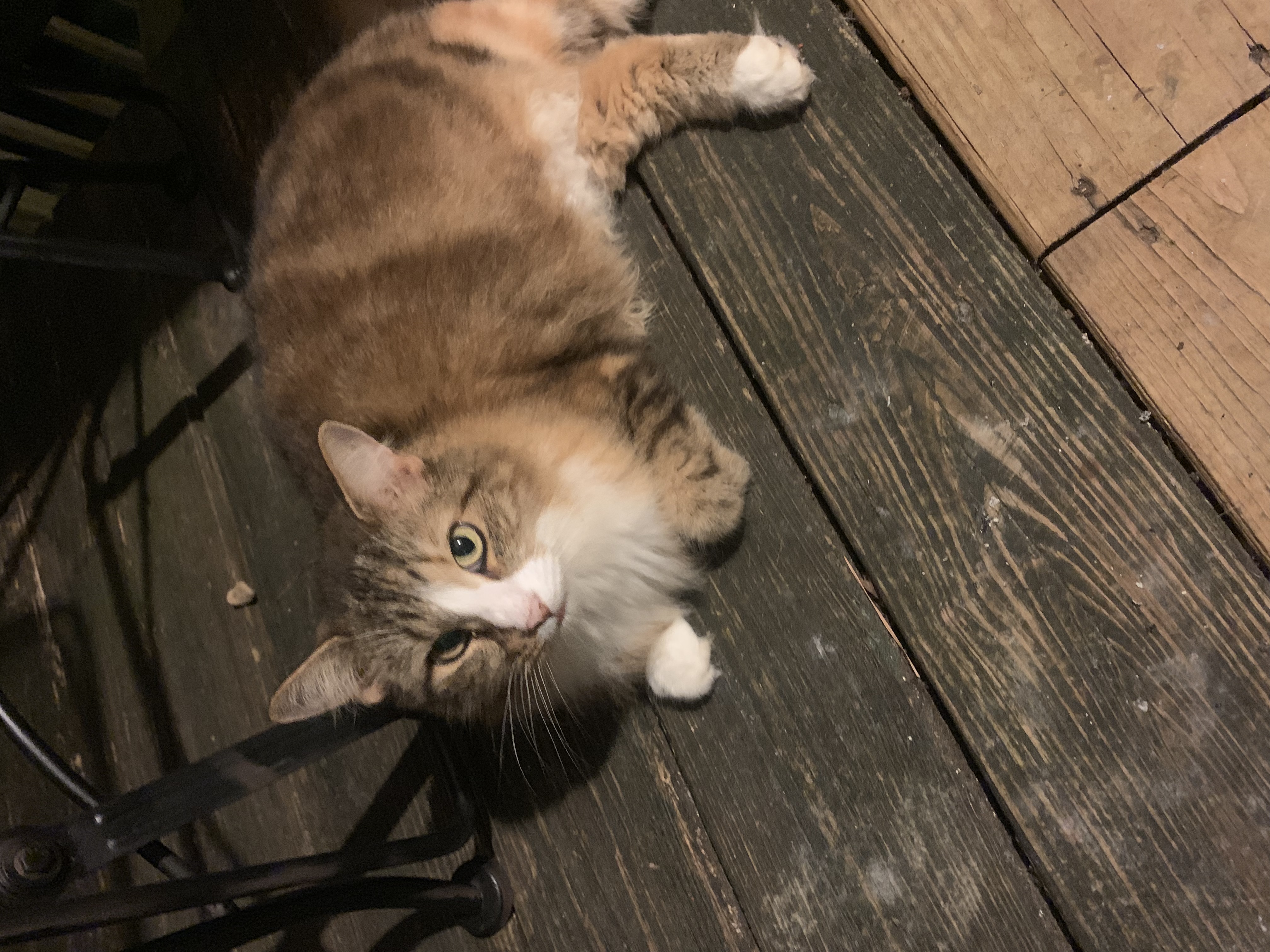 adoptable Cat in Hiram,GA named Baby