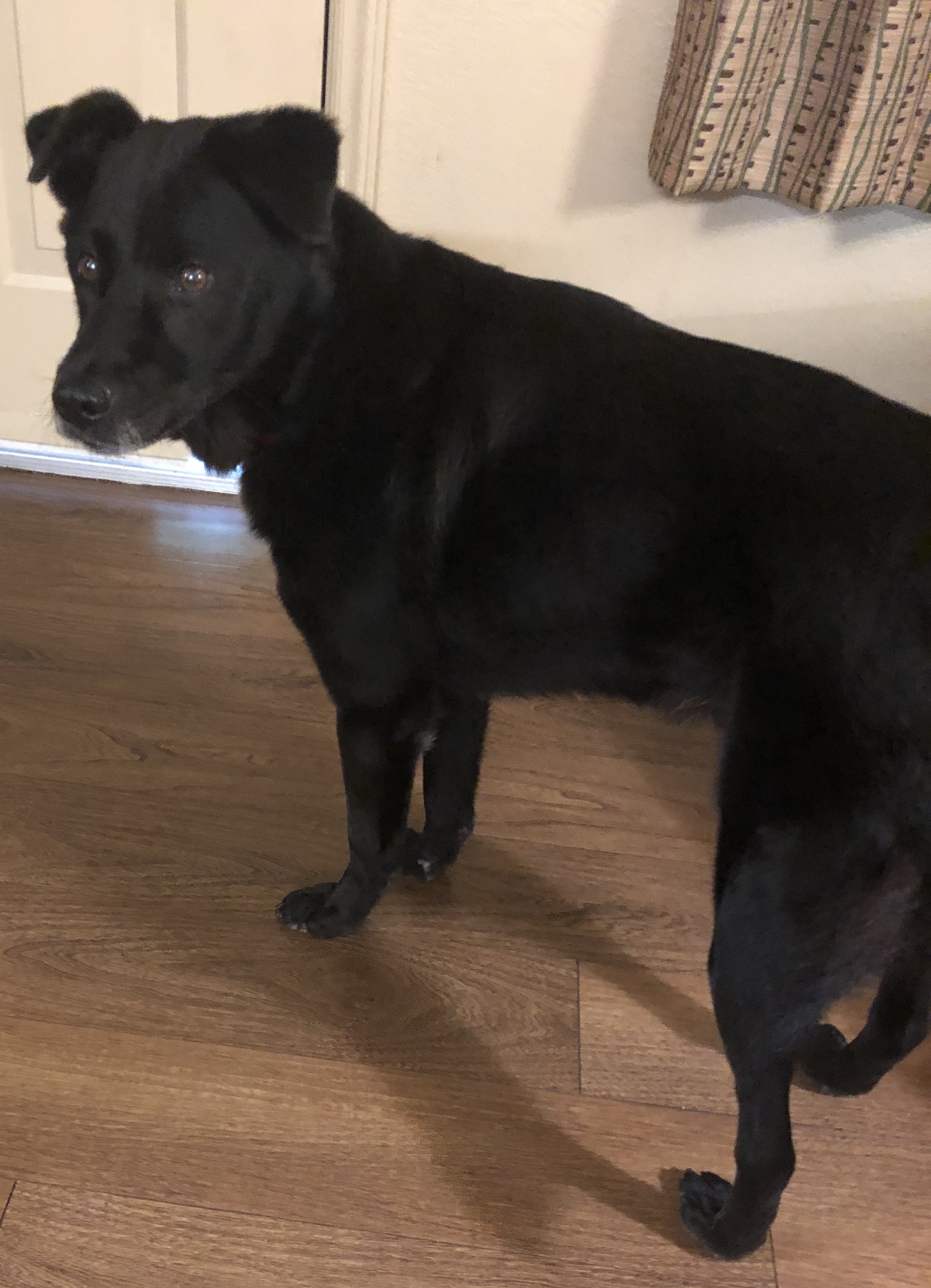 adoptable Dog in Raleigh,NC named Loki