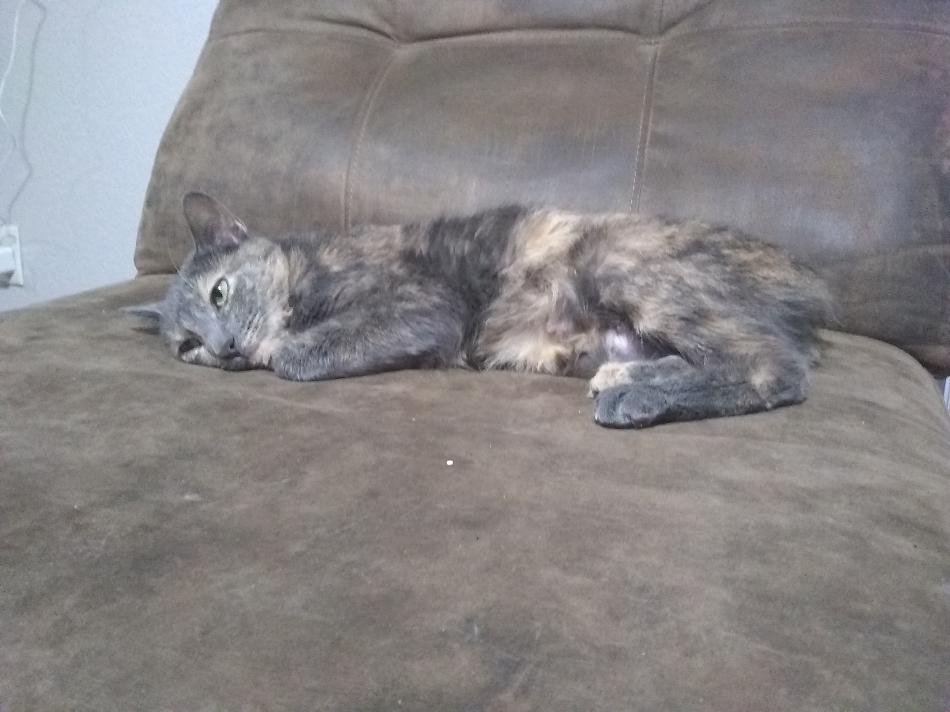adoptable Cat in Killeen,TX named Hera