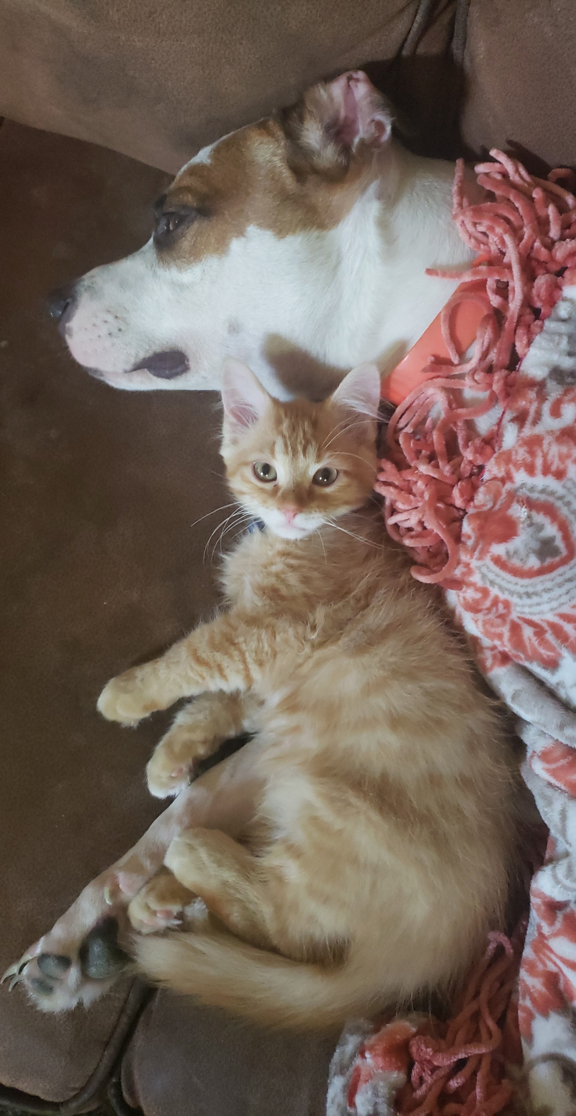 adoptable Cat in Kemah,TX named Loki