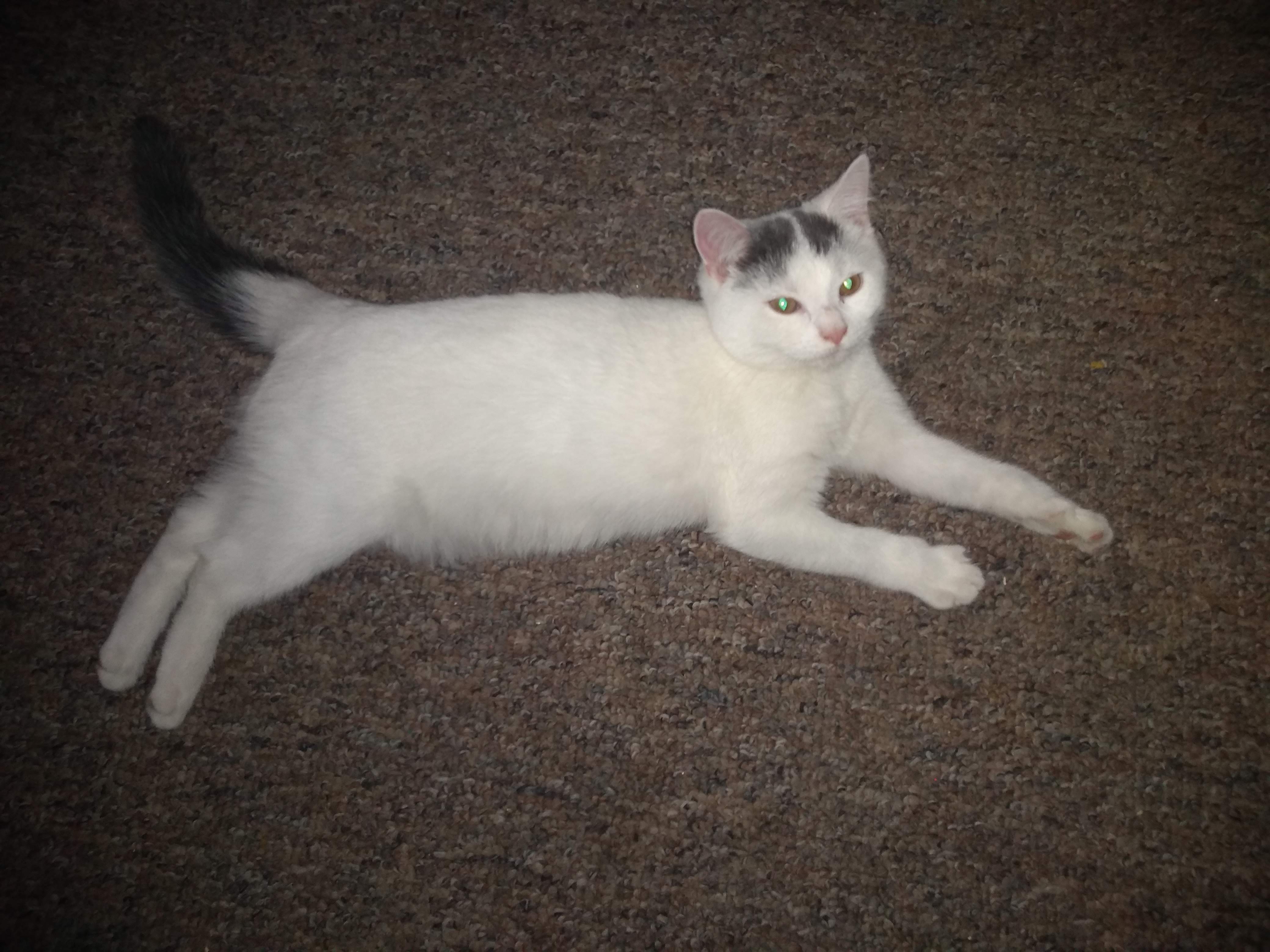 adoptable Cat in Bethany,IL named Dotty