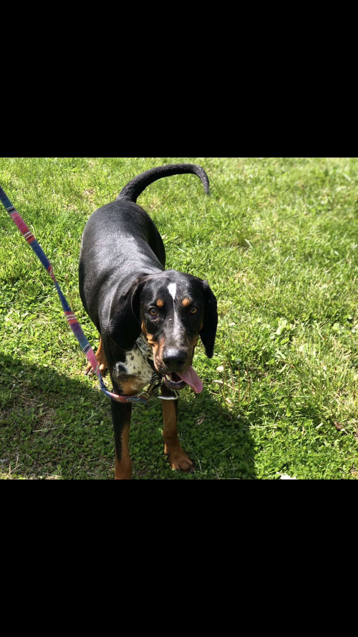 adoptable Dog in Sykesville,MD named Oakley 