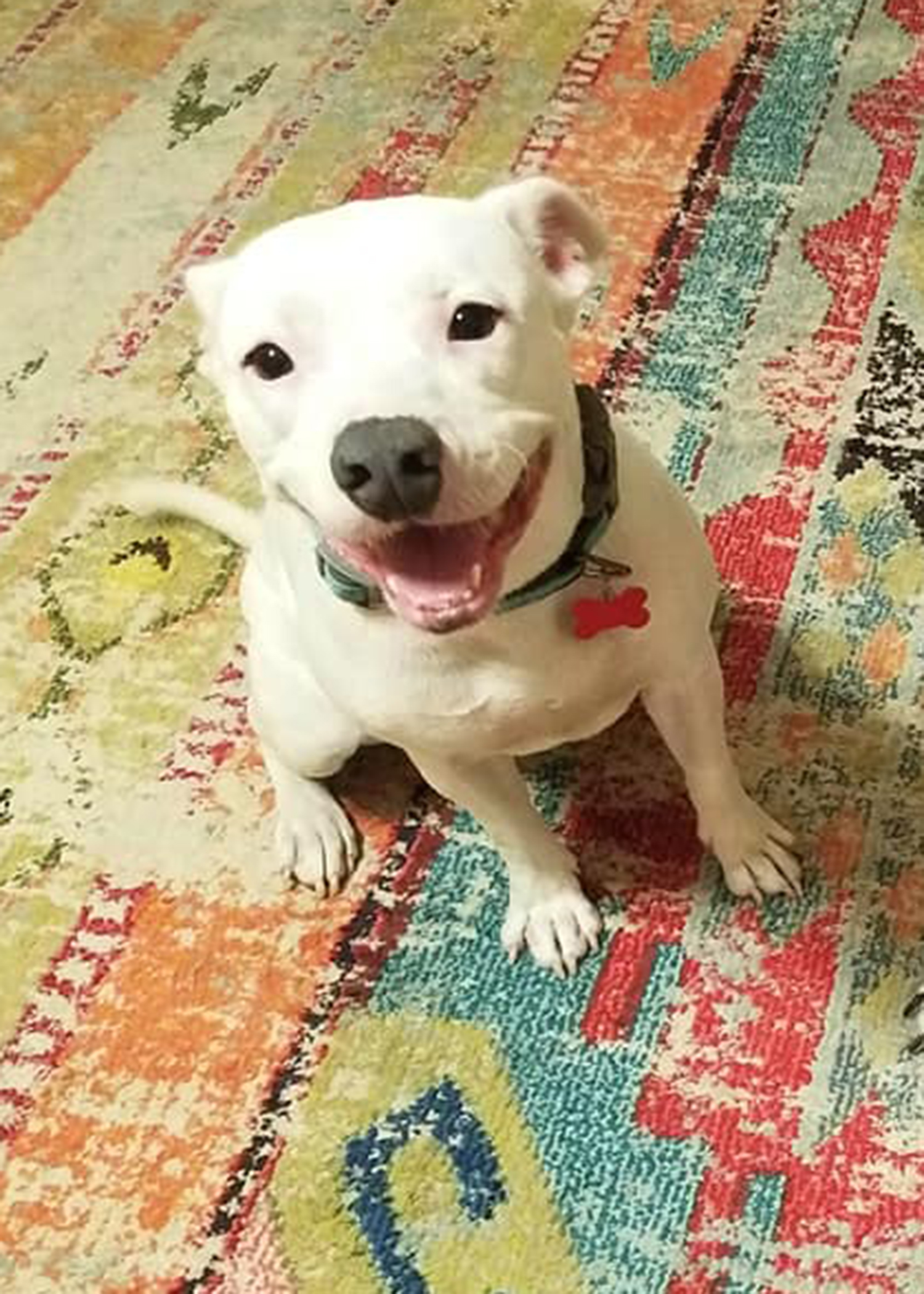 adoptable Dog in Hampstead,NC named Nola