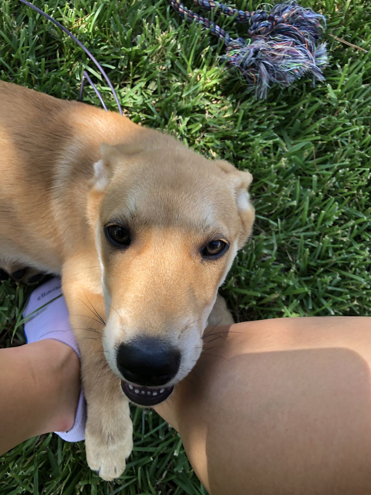 adoptable Dog in Waco,TX named Daisy