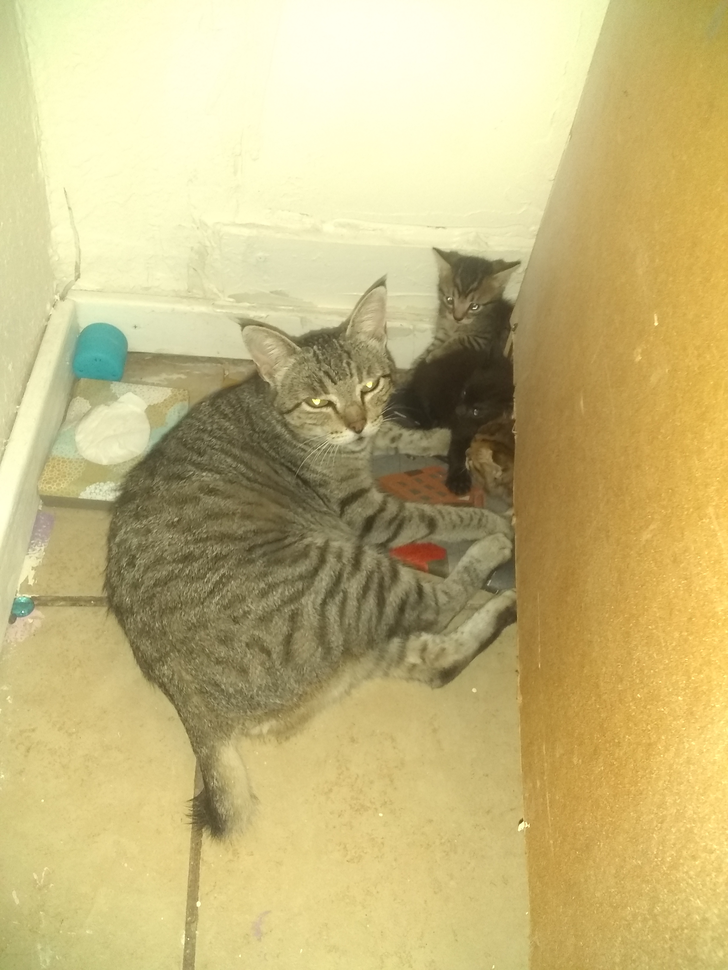 adoptable Cat in Eagle Pass,TX named Baby mama