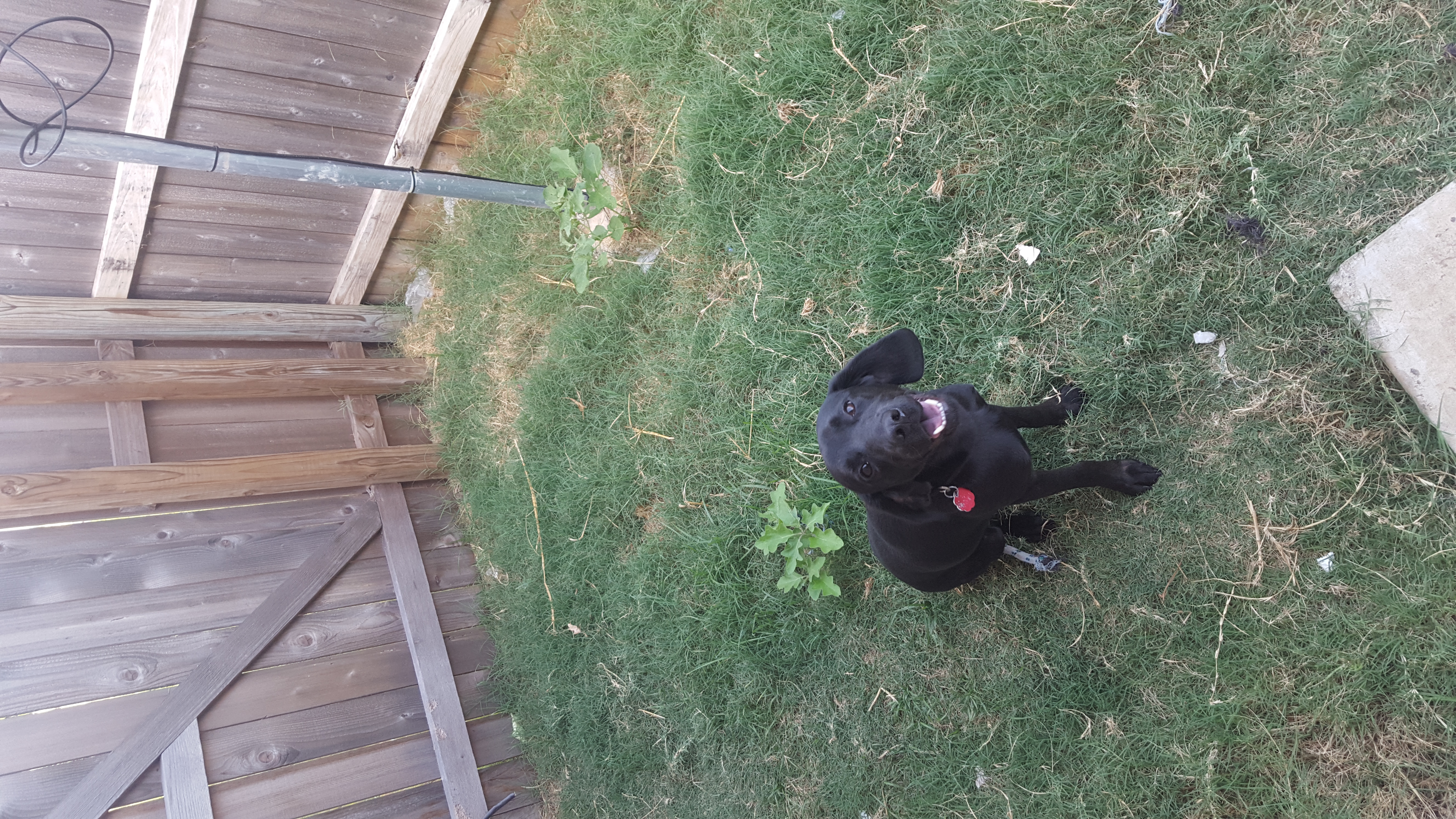adoptable Dog in Killeen,TX named Shadow