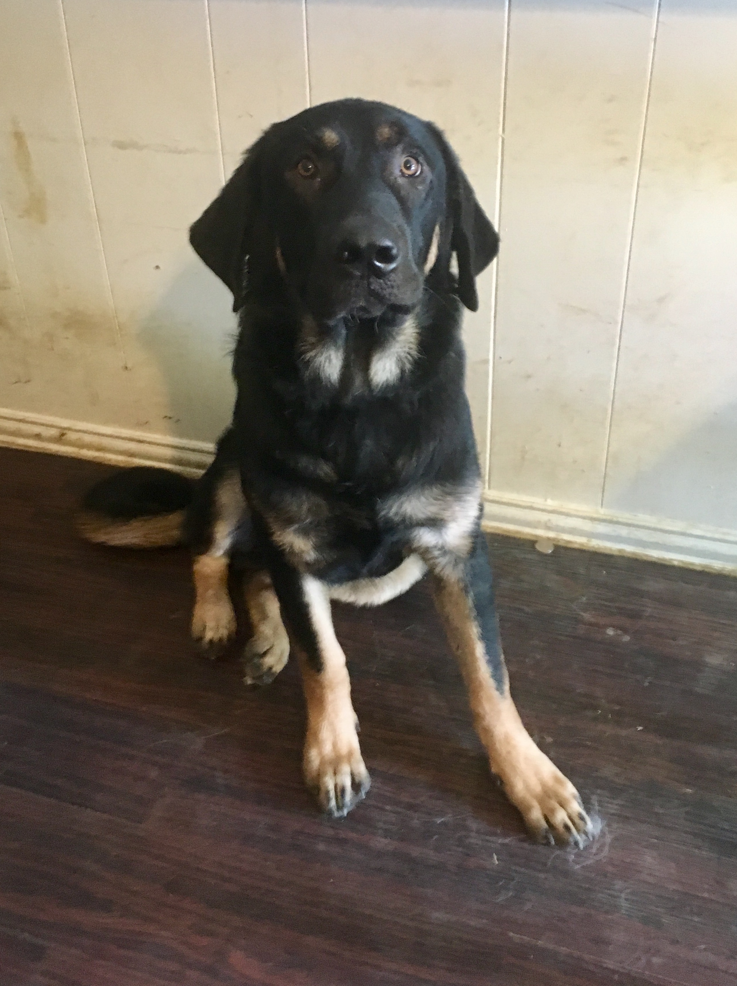 adoptable Dog in Arlington,TX named Oliver