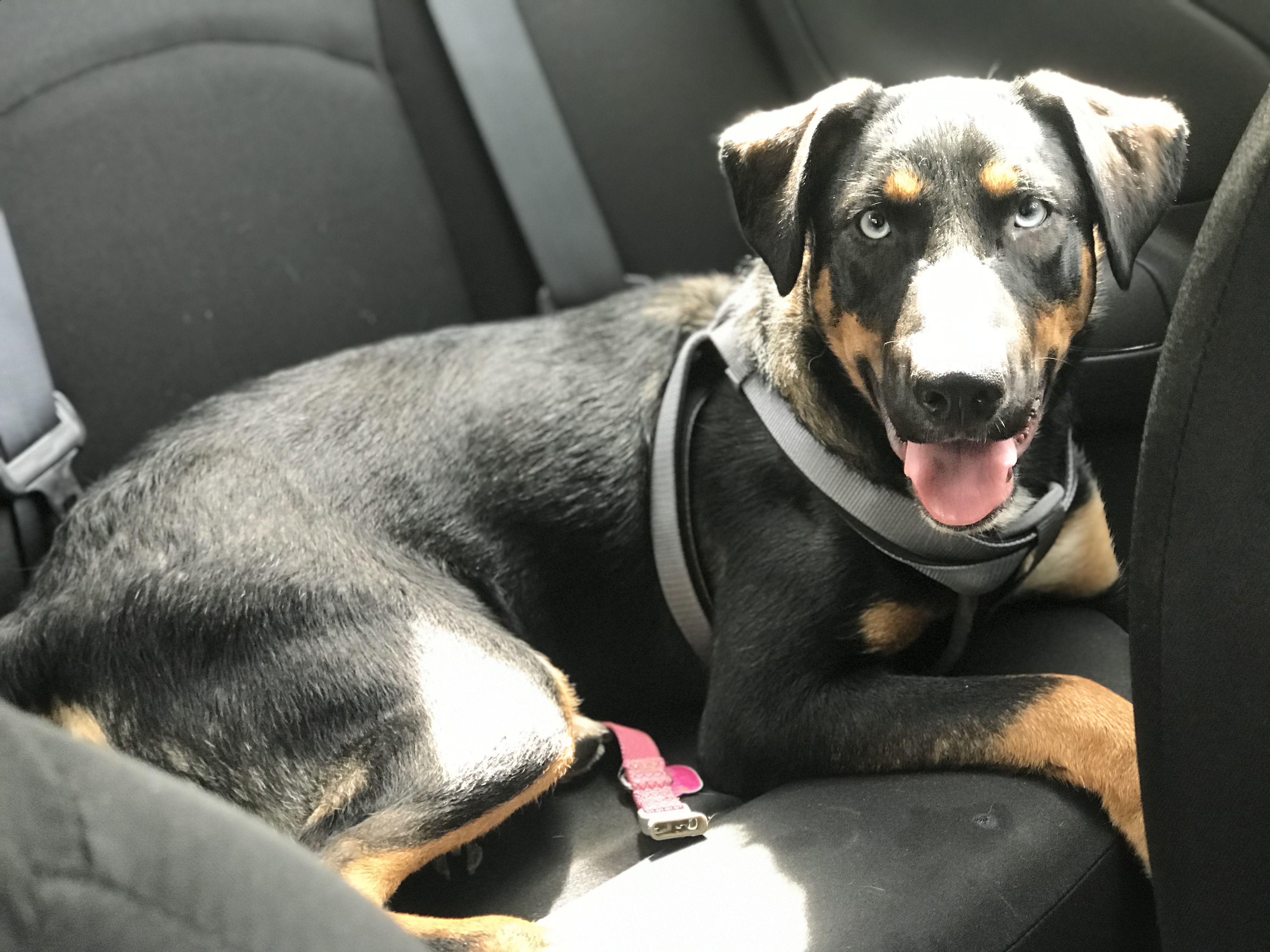 adoptable Dog in Clarksville,TN named Stella
