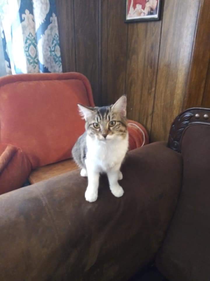 adoptable Cat in Albuquerque,NM named Sky