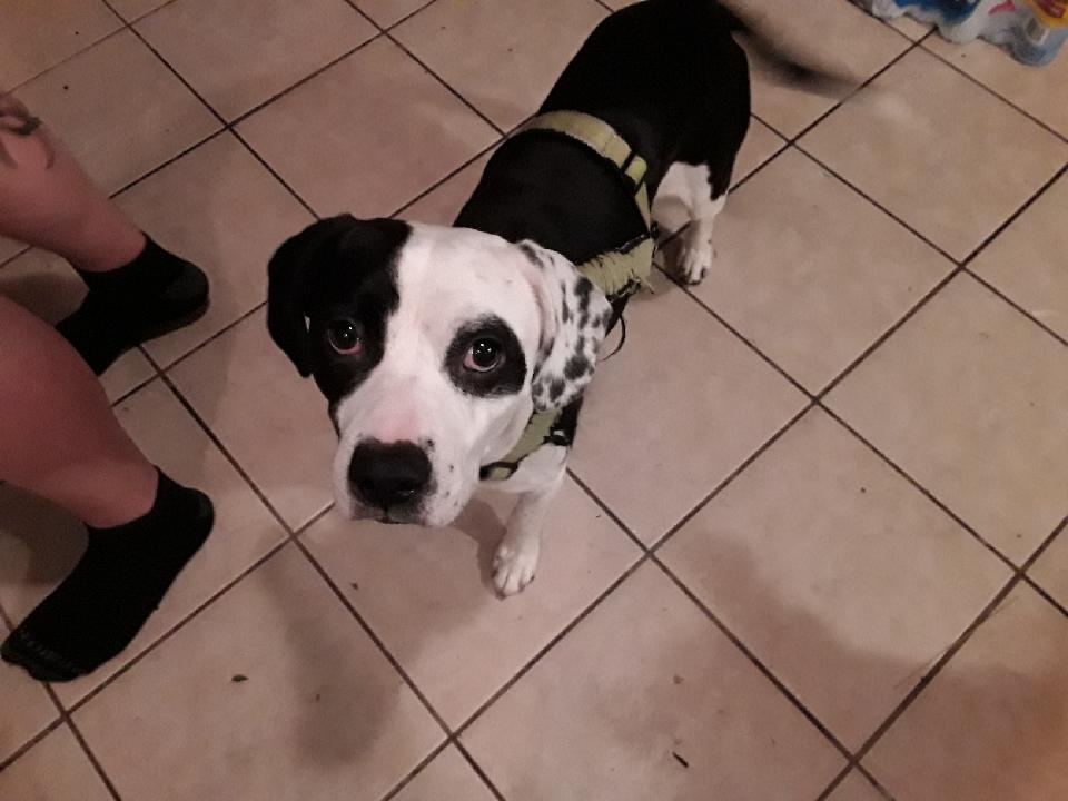 adoptable Dog in Tulsa,OK named Spot