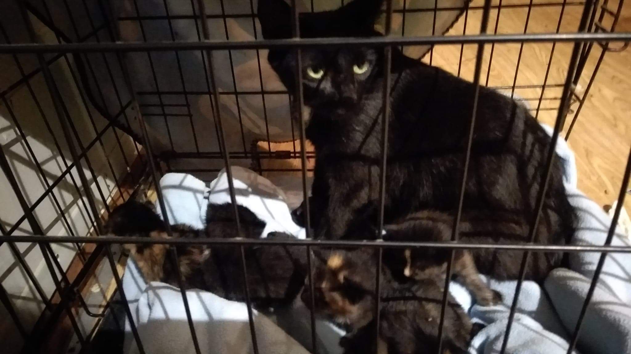 adoptable Cat in Morrow,OH named SHE and her 6 babies.