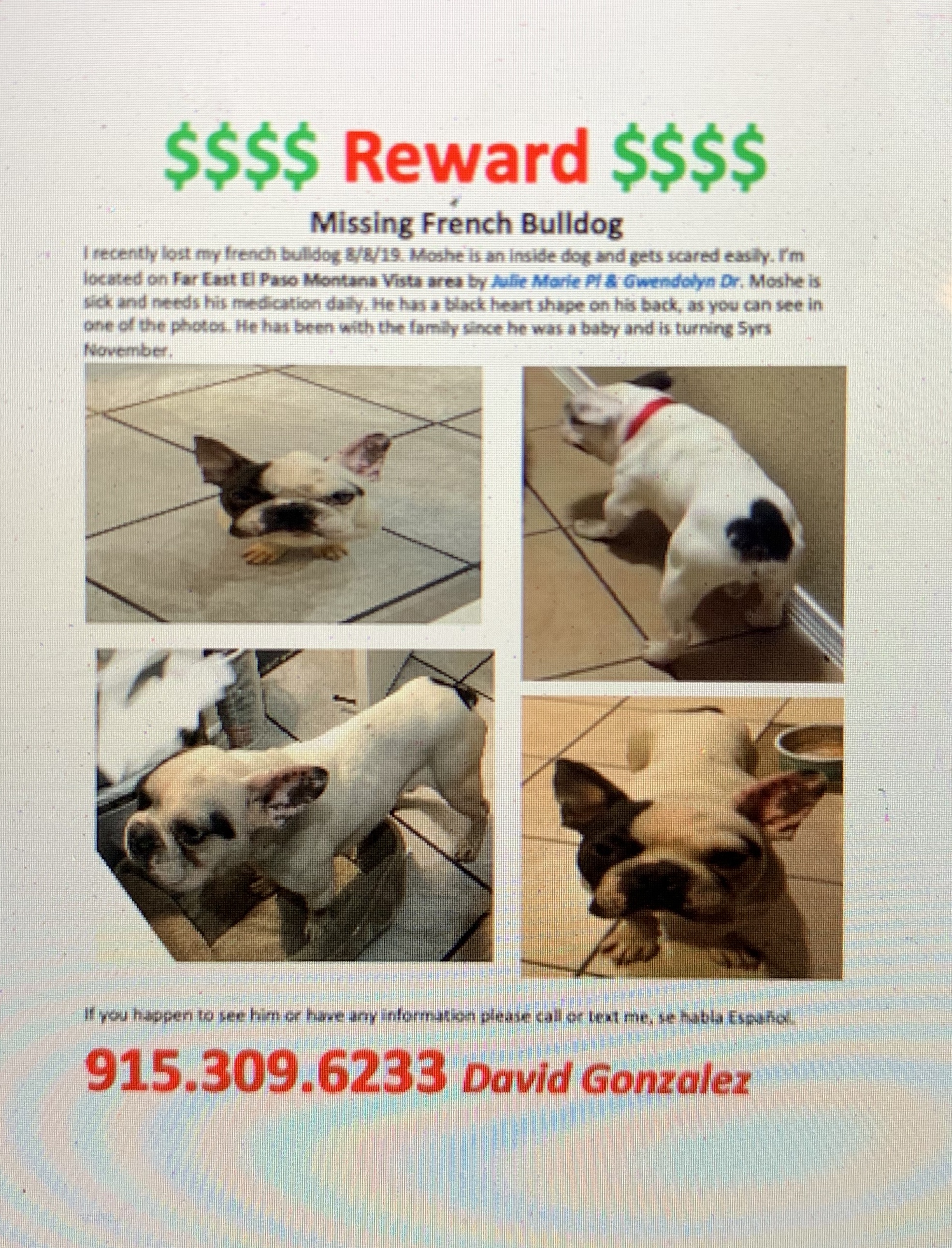 adoptable Dog in El Paso,TX named Moshe