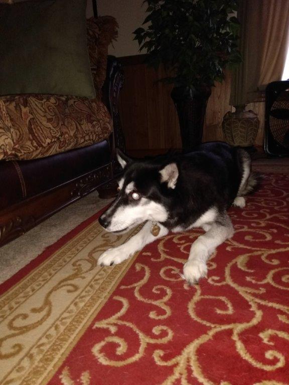 adoptable Dog in Petersburg,VA named Raven