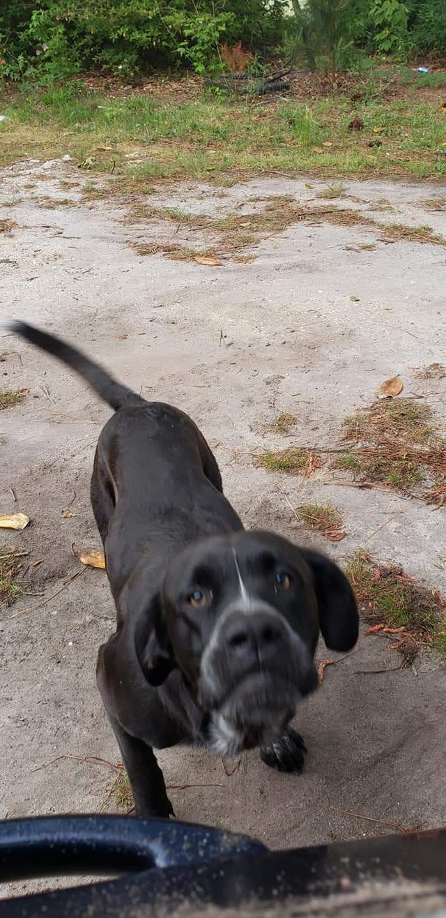 adoptable Dog in Dunn,NC named Max