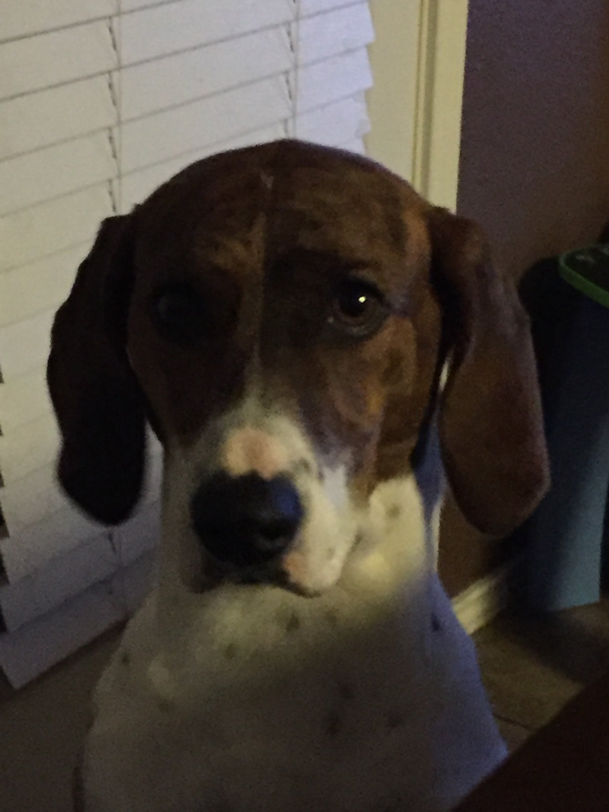 adoptable Dog in Killeen,TX named Lola