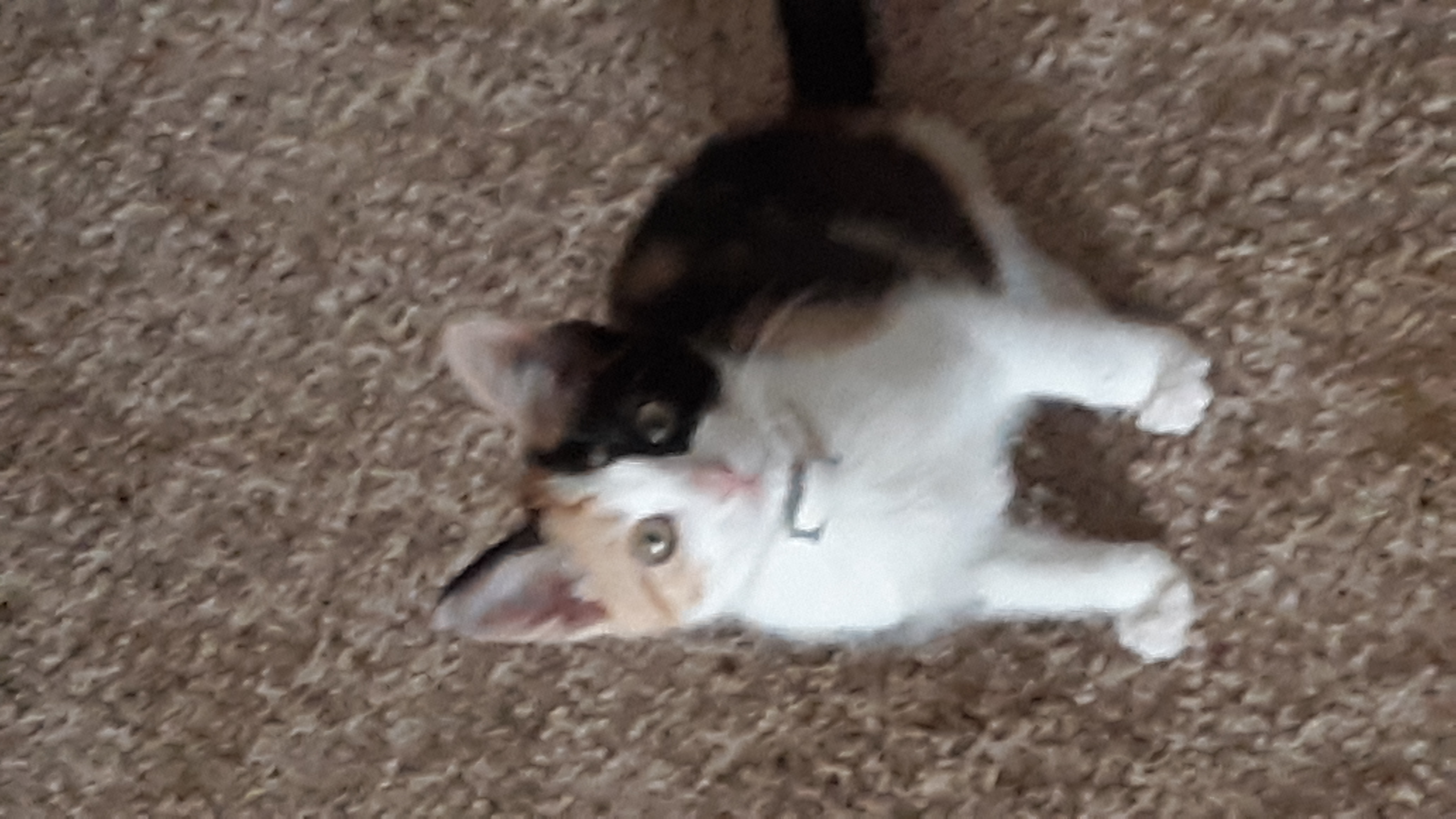 adoptable Cat in Riverdale,GA named Chloe