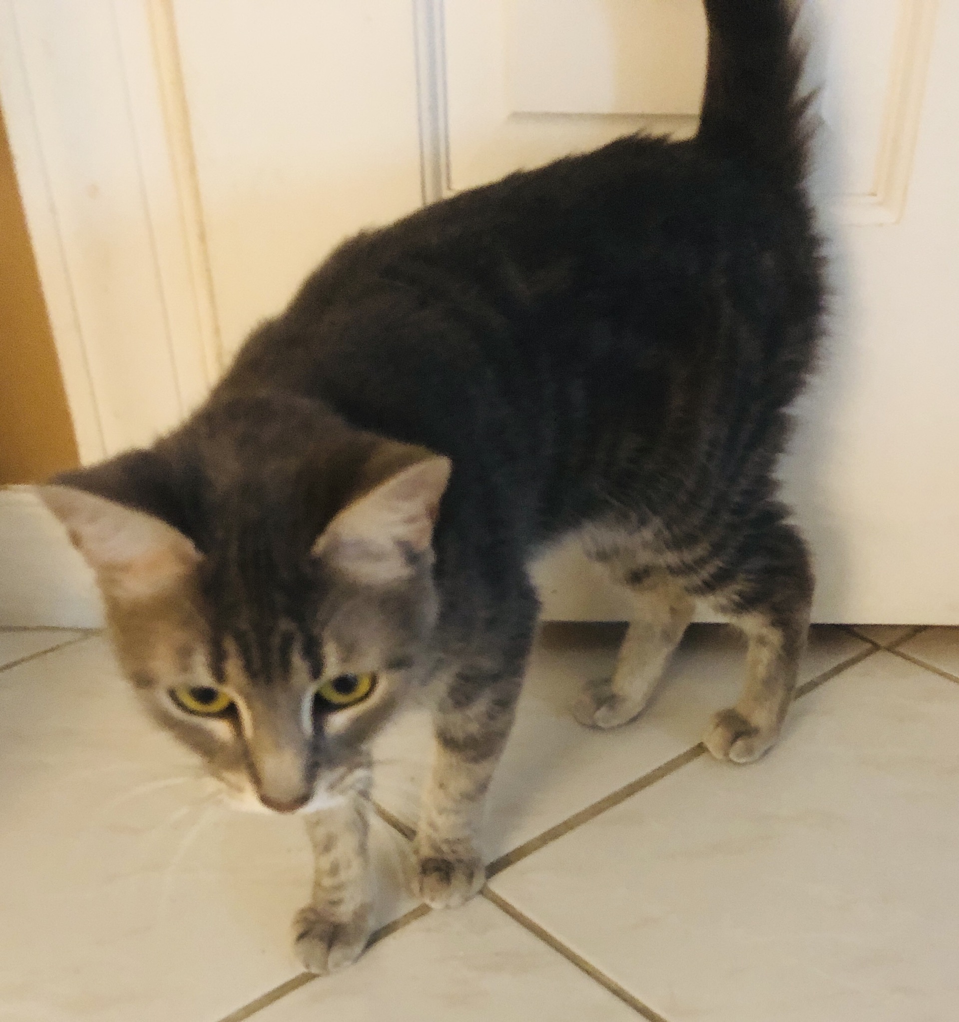 adoptable Cat in New Port Richey,FL named Miss Bo Jangles