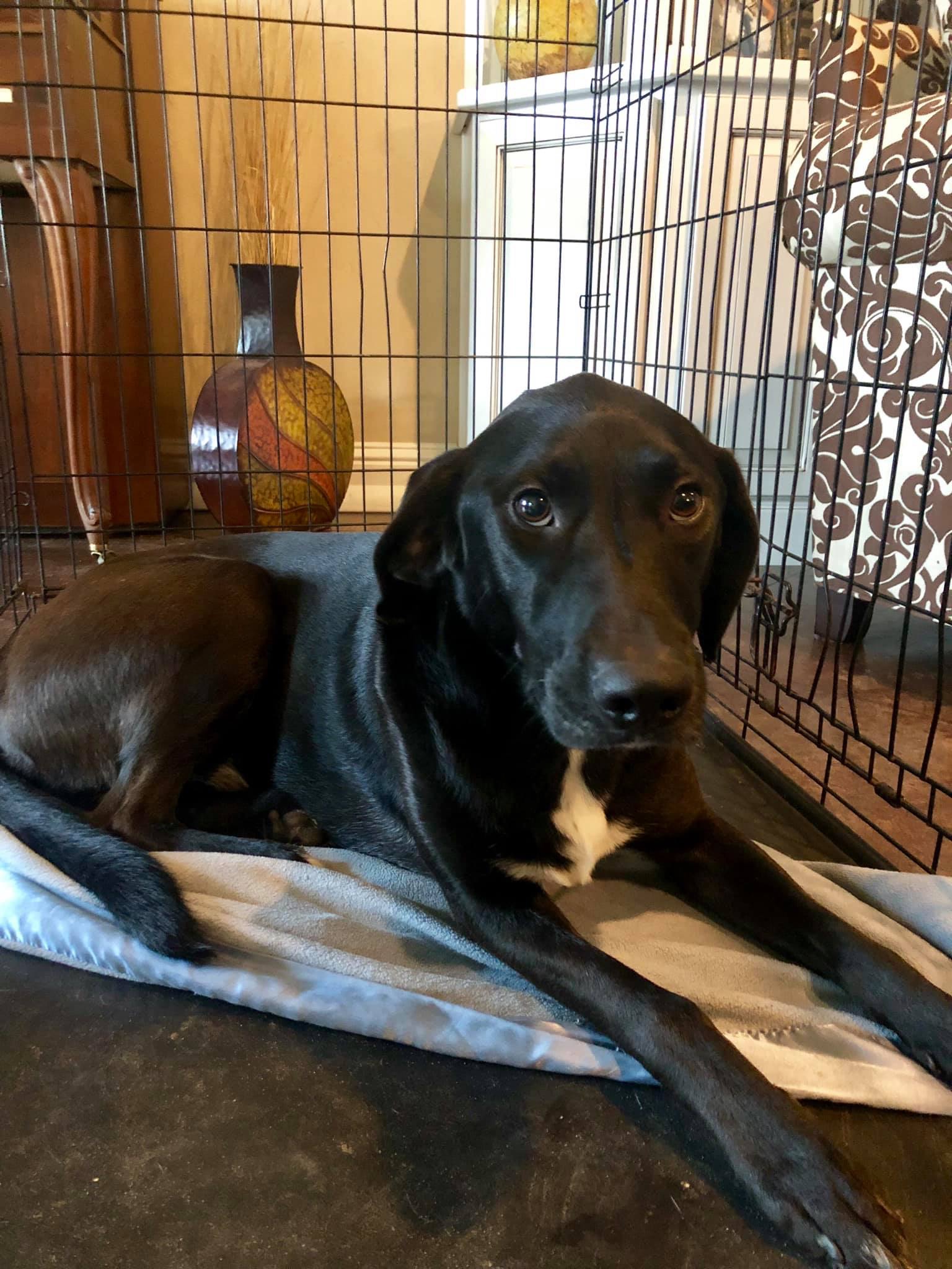 adoptable Dog in Biloxi,MS named Lucky 