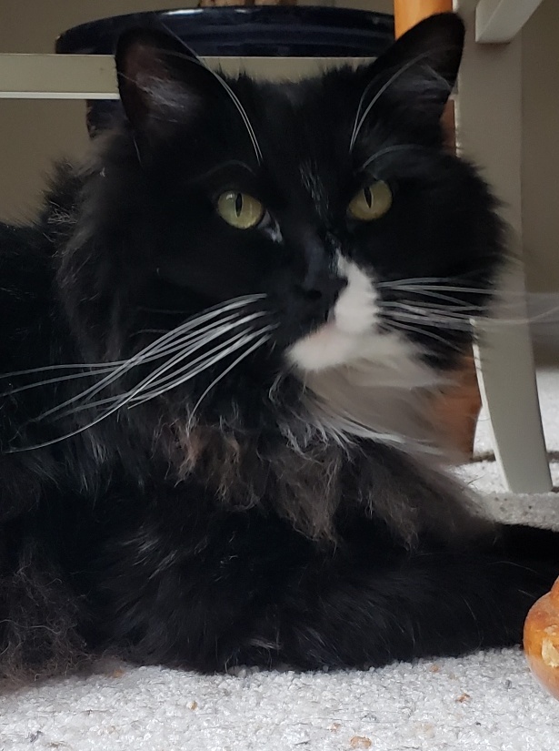 adoptable Cat in Franktown,CO named Abby