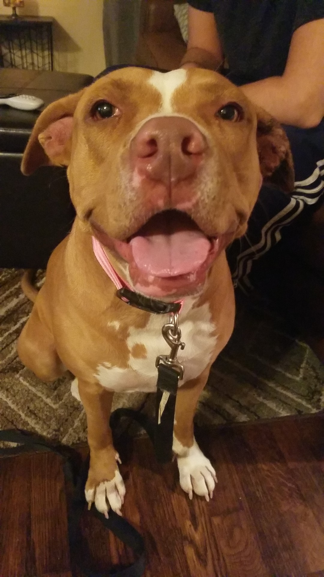 adoptable Dog in Arlington,TX named Lucy