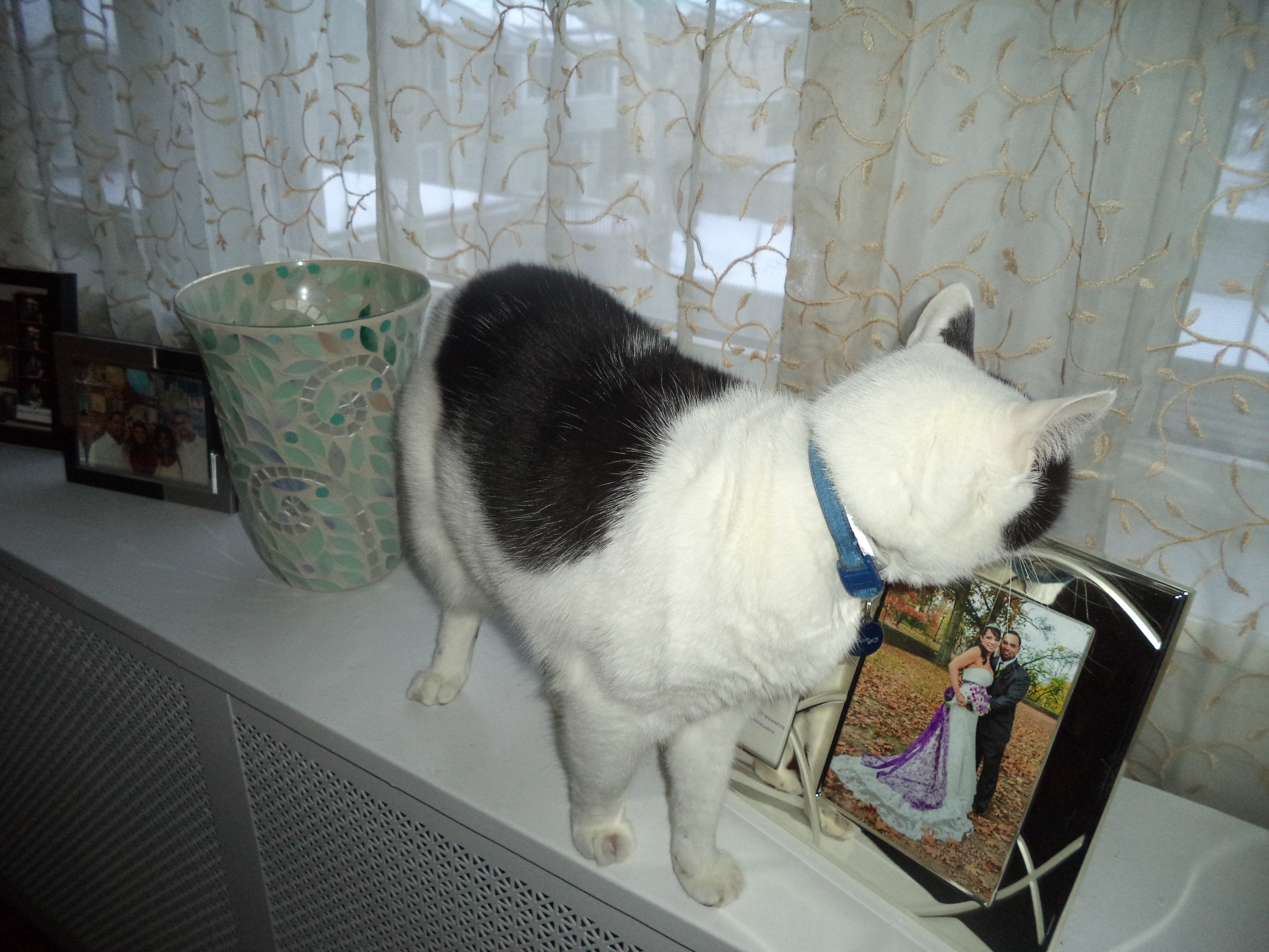 adoptable Cat in Manchester Township,NJ named Shinjo