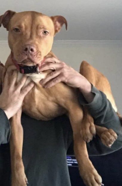 adoptable Dog in Marlton,NJ named Bruno