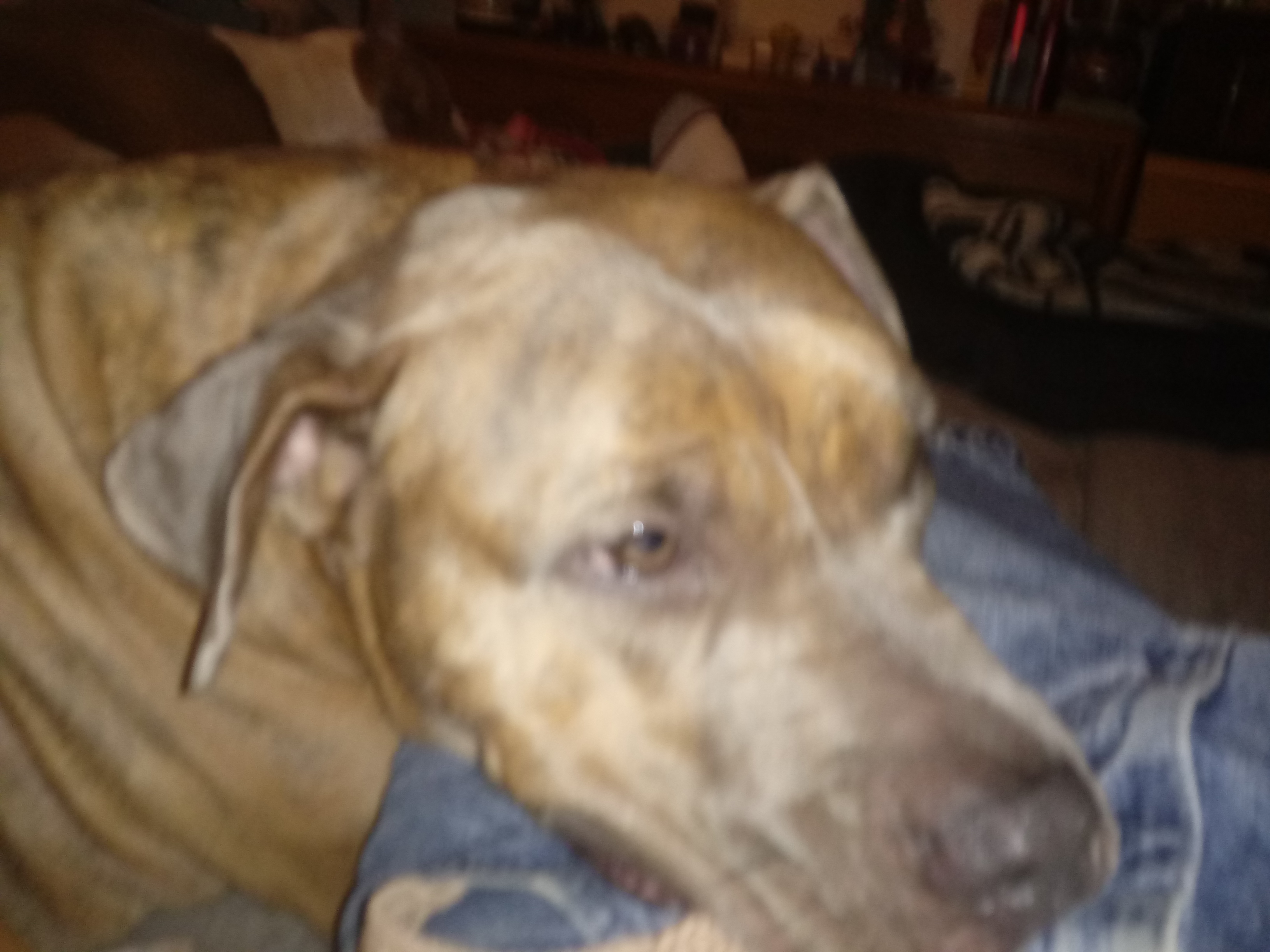 adoptable Dog in Visalia,CA named 