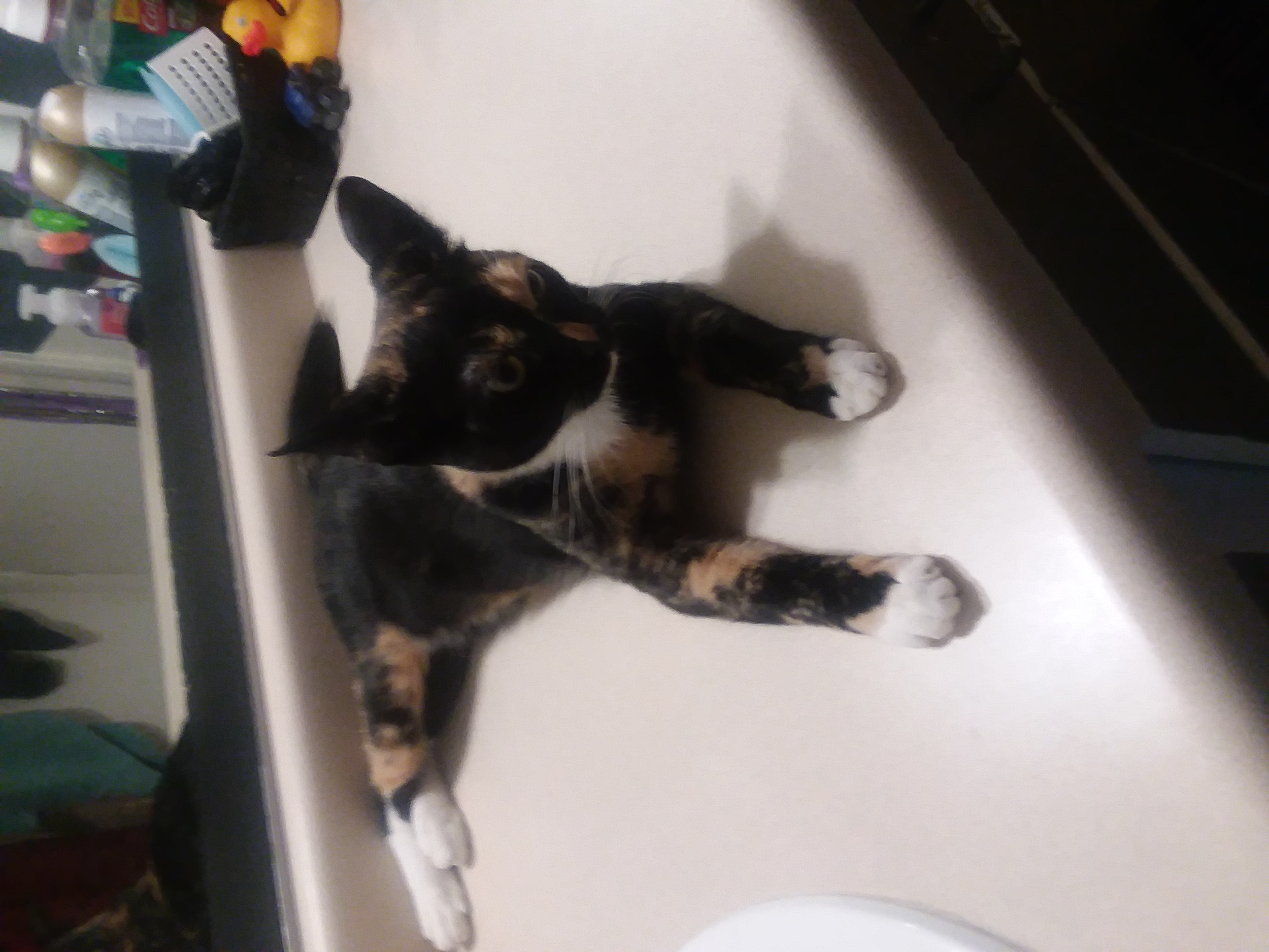 adoptable Cat in Las Vegas,NV named Cleo