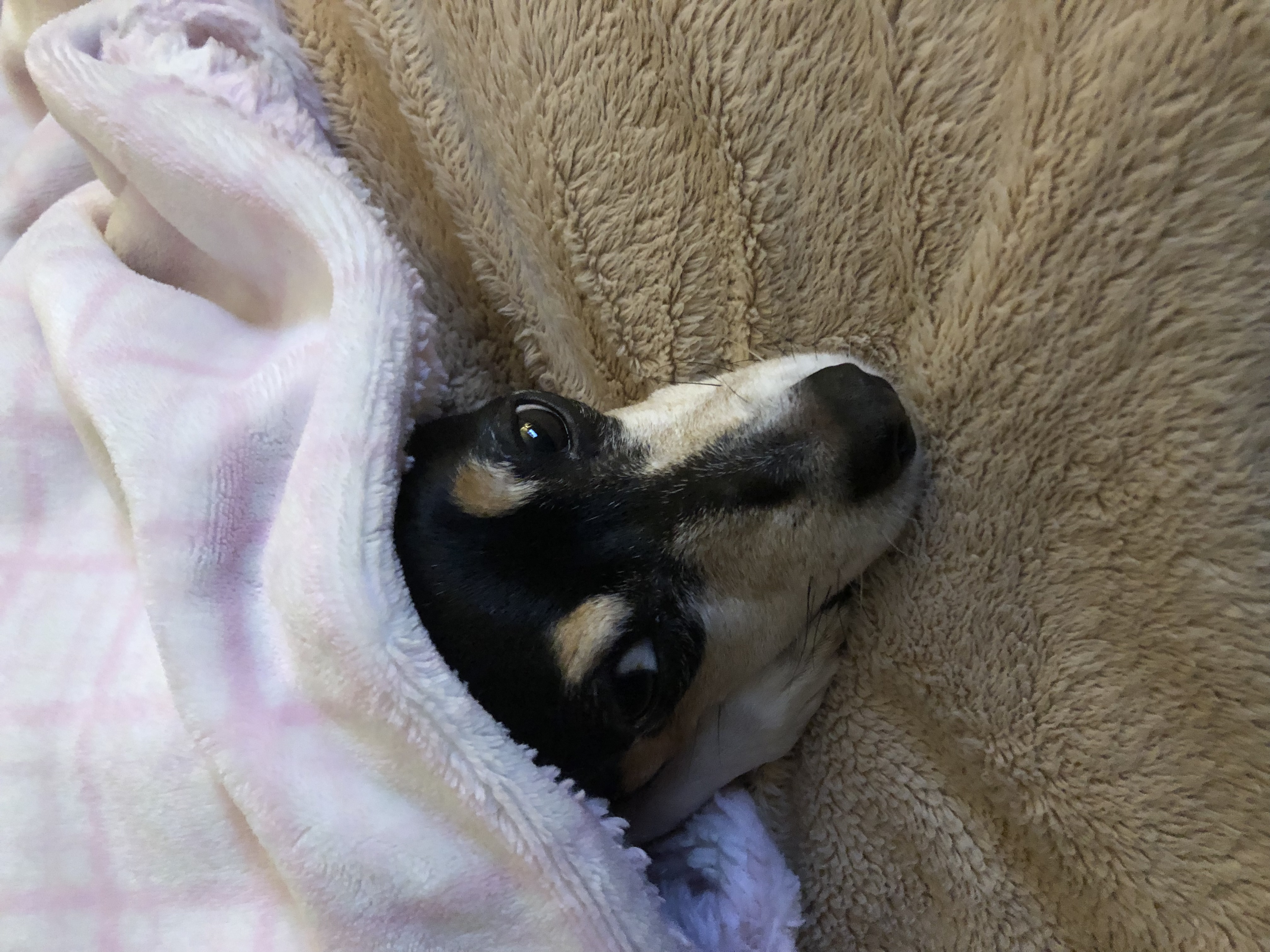 adoptable Dog in Richardson,TX named Juana
