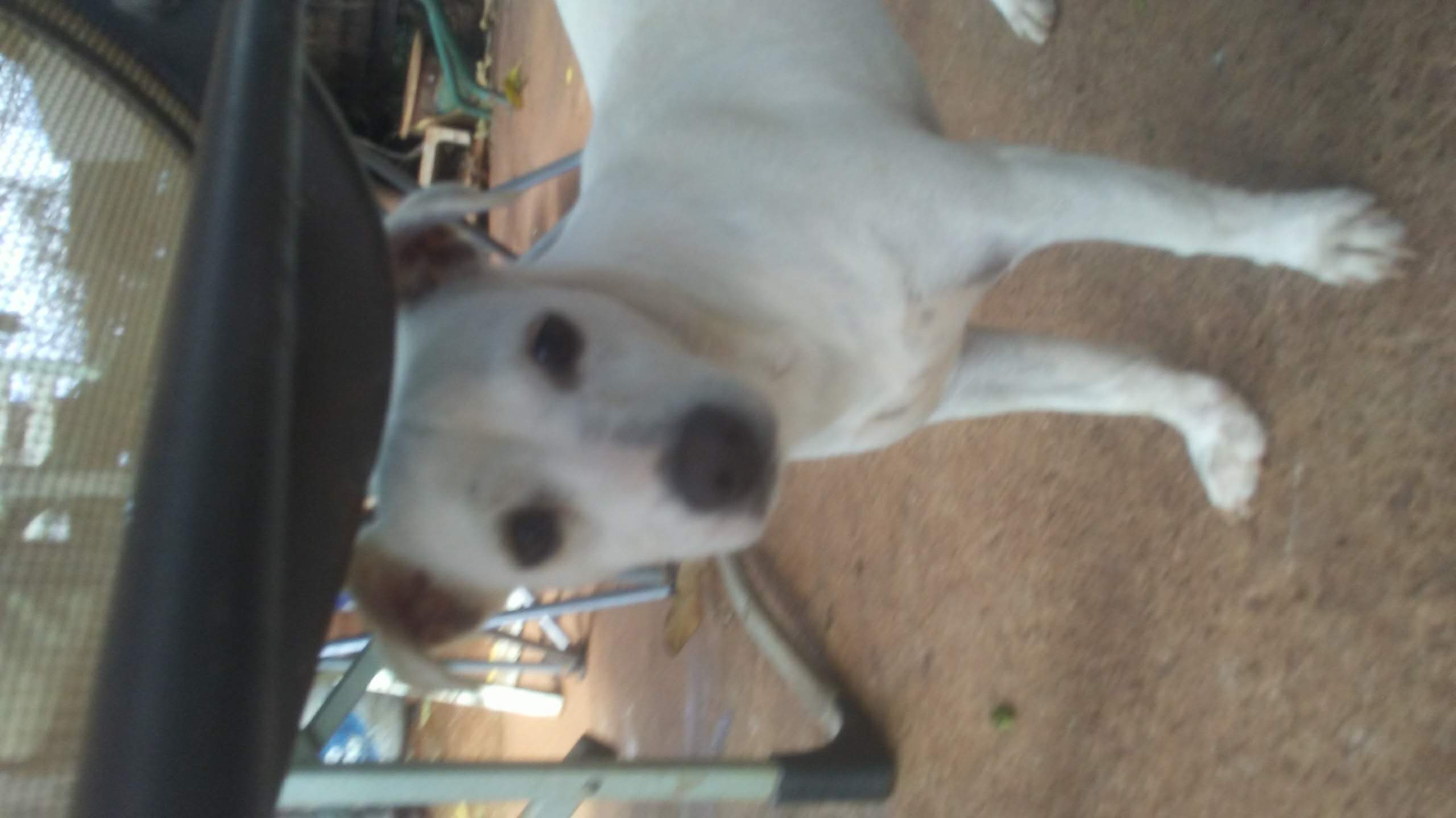 adoptable Dog in Waianae,HI named Iggy