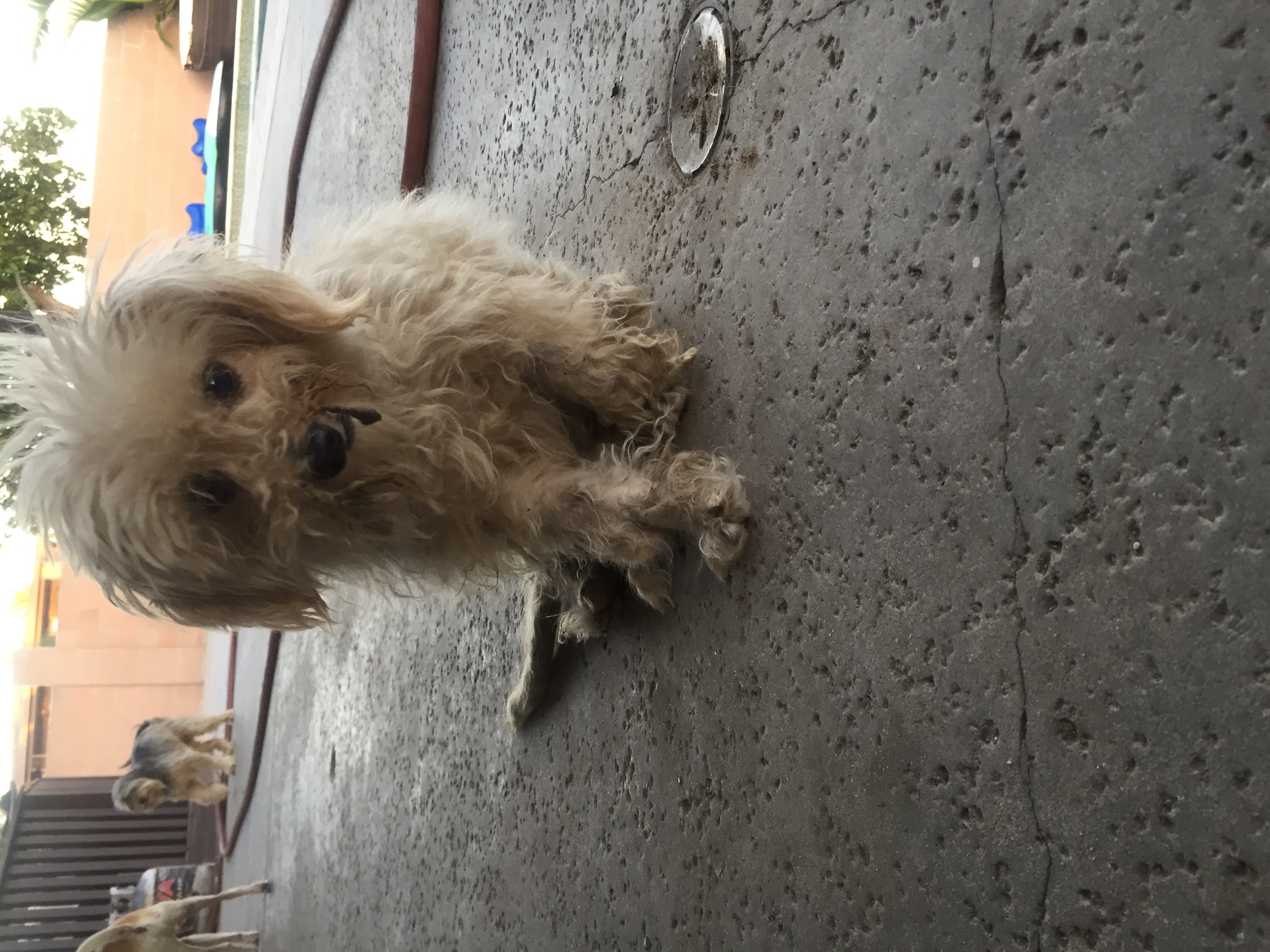 adoptable Dog in Santa Ana,CA named Chica
