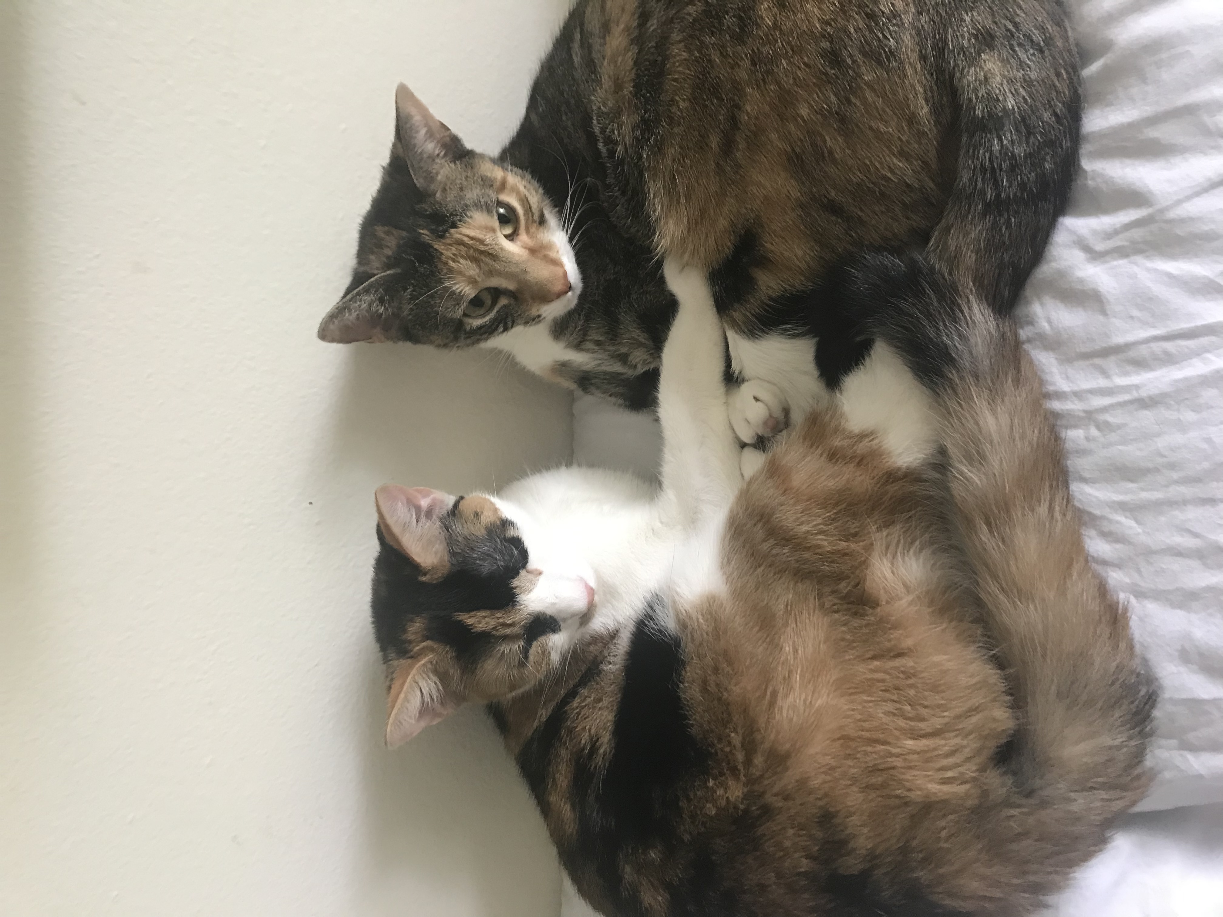 adoptable Cat in Hudson,FL named Thelma and Louise. Sisters.