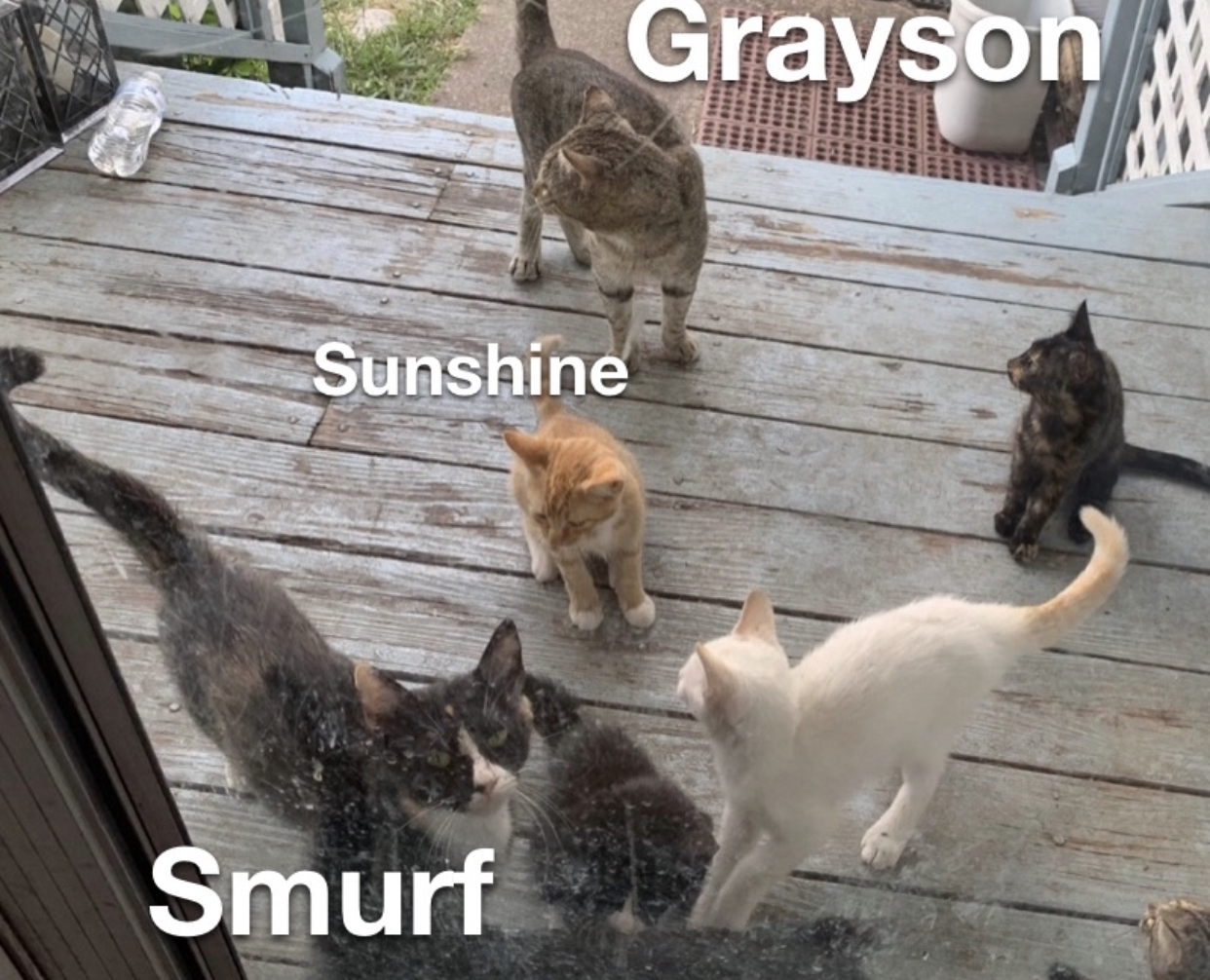 adoptable Cat in Princeton,TX named Smurf
