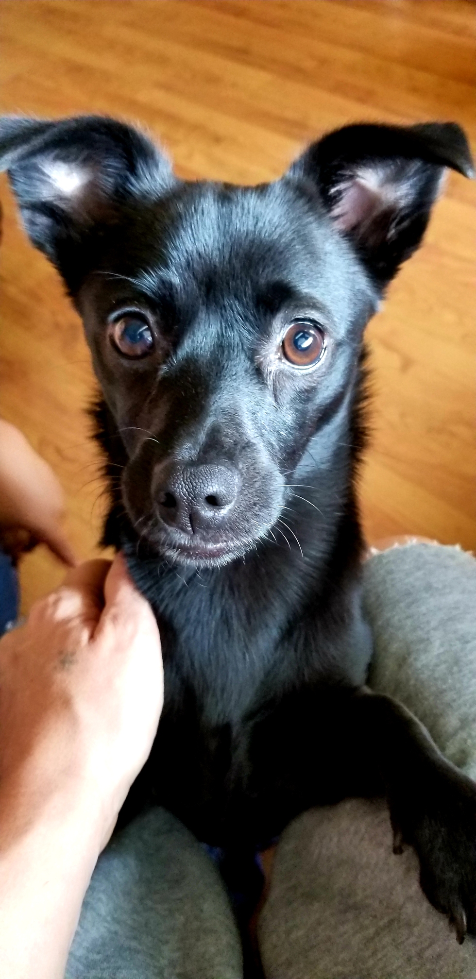 adoptable Dog in Bakersfield,CA named Nahla