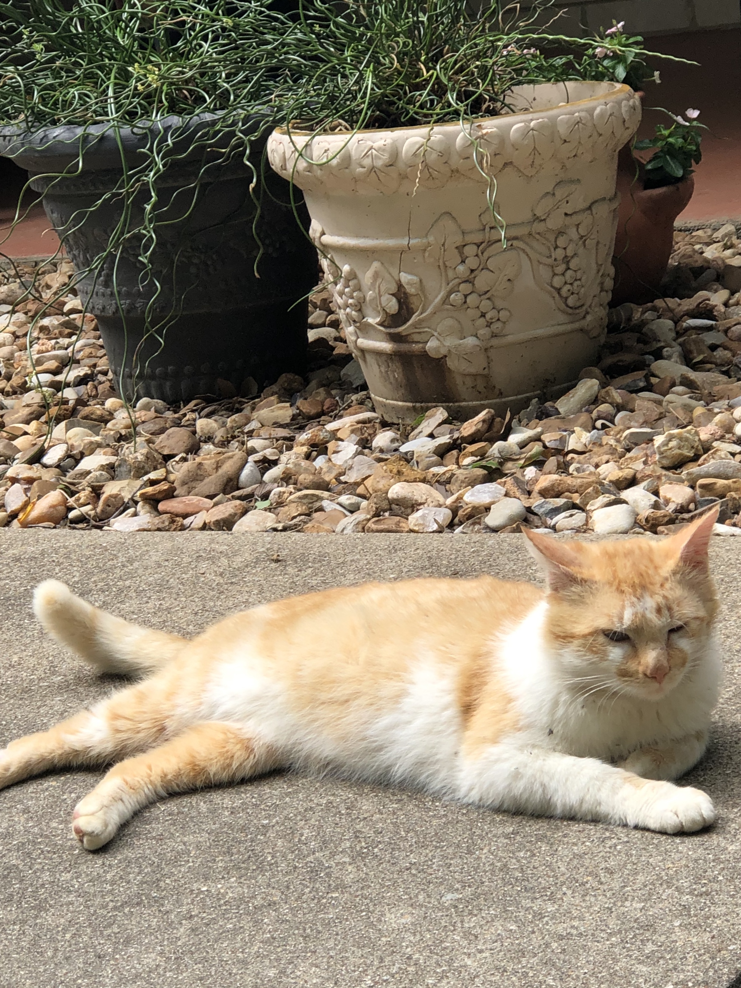 adoptable Cat in Kerens,TX named Blondie 