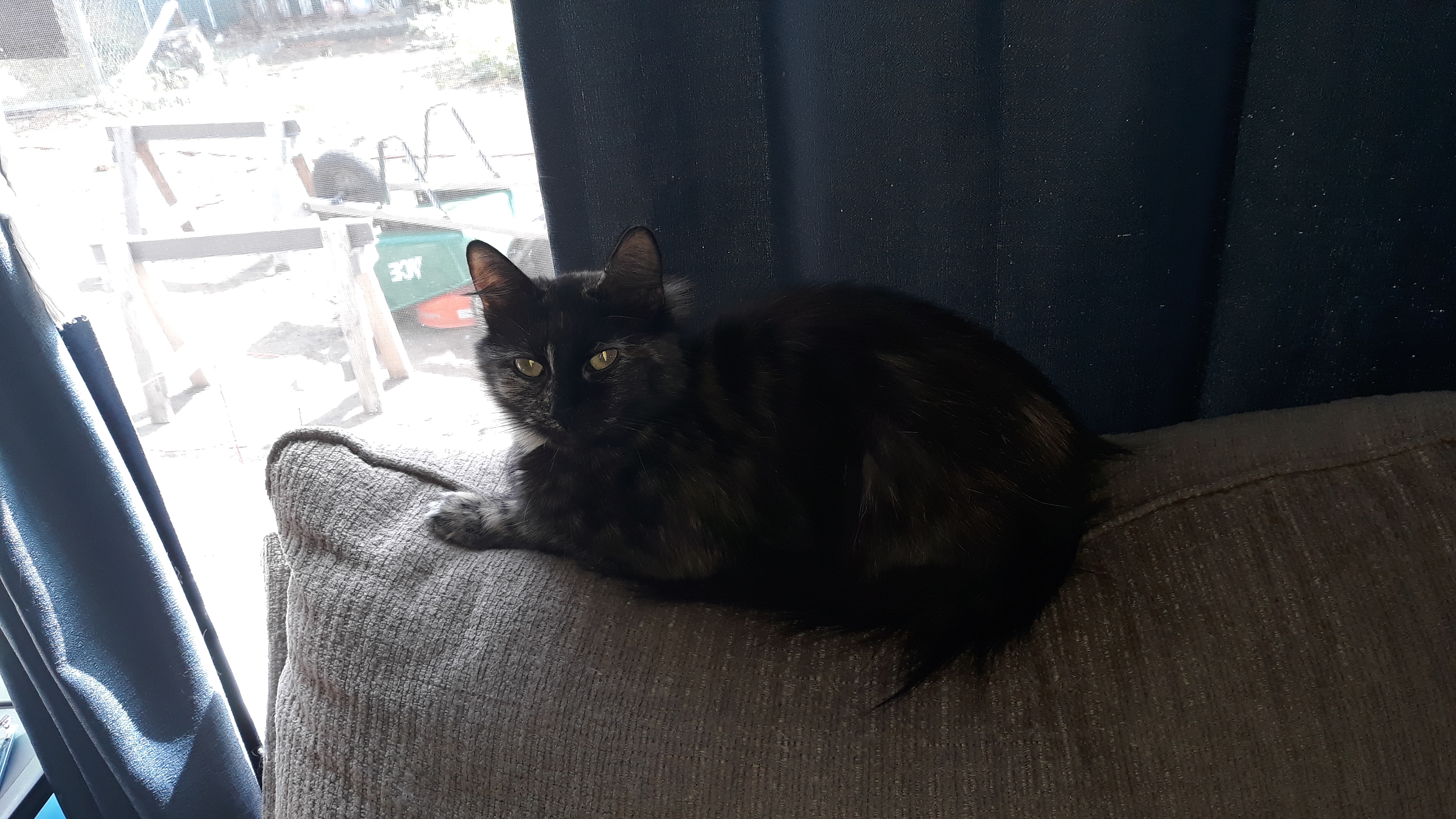 adoptable Cat in Tacoma,WA named Kitty kitty