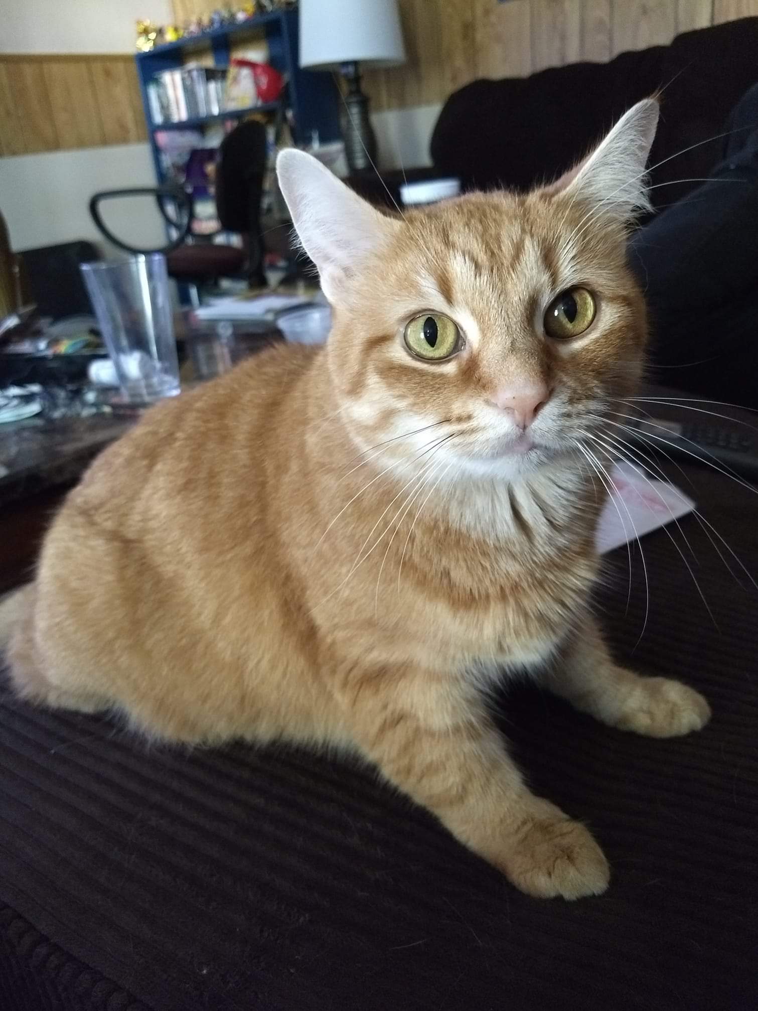 adoptable Cat in Elkhart,IN named Sophie
