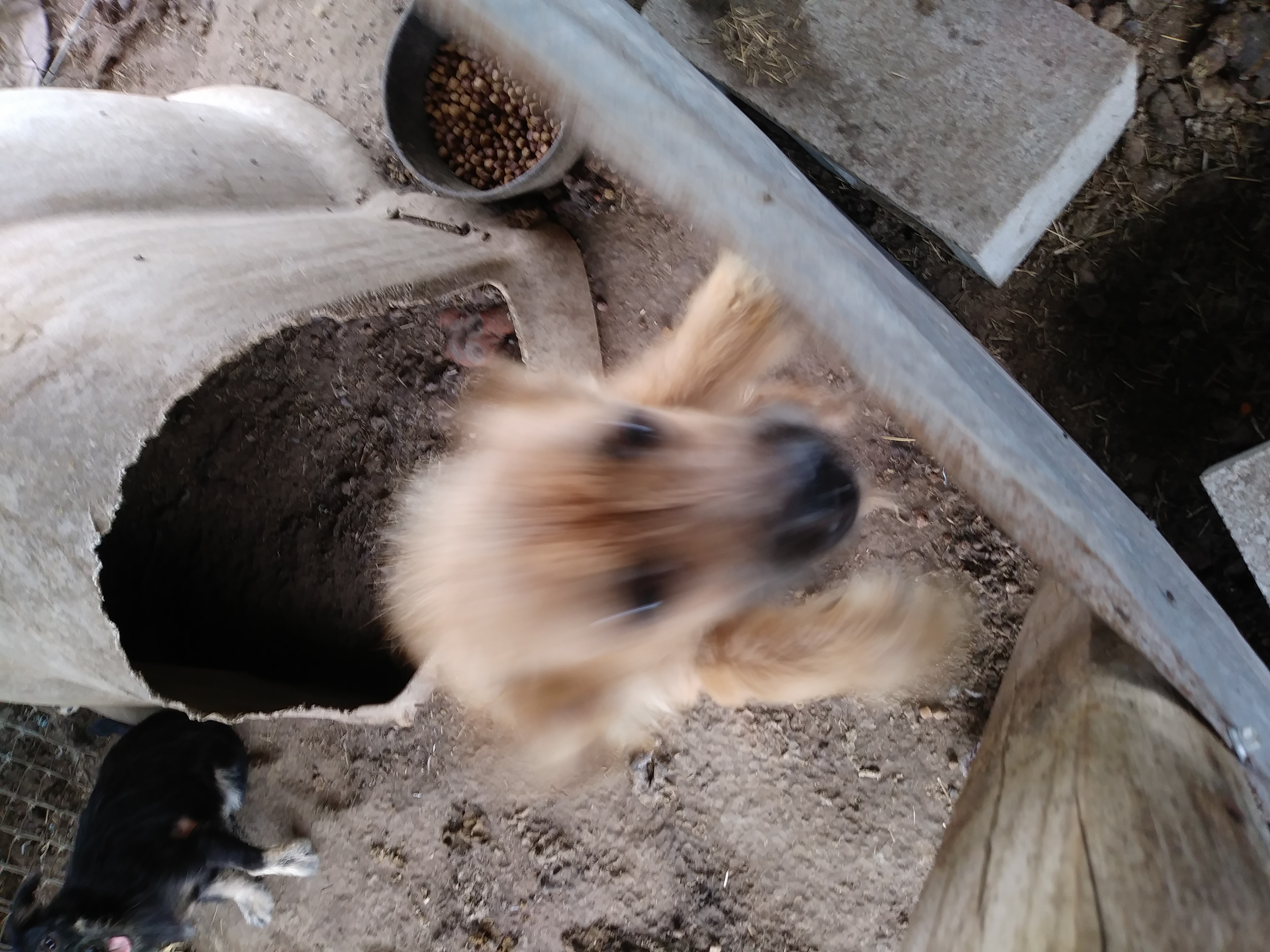 adoptable Dog in Brenham,TX named Sandy