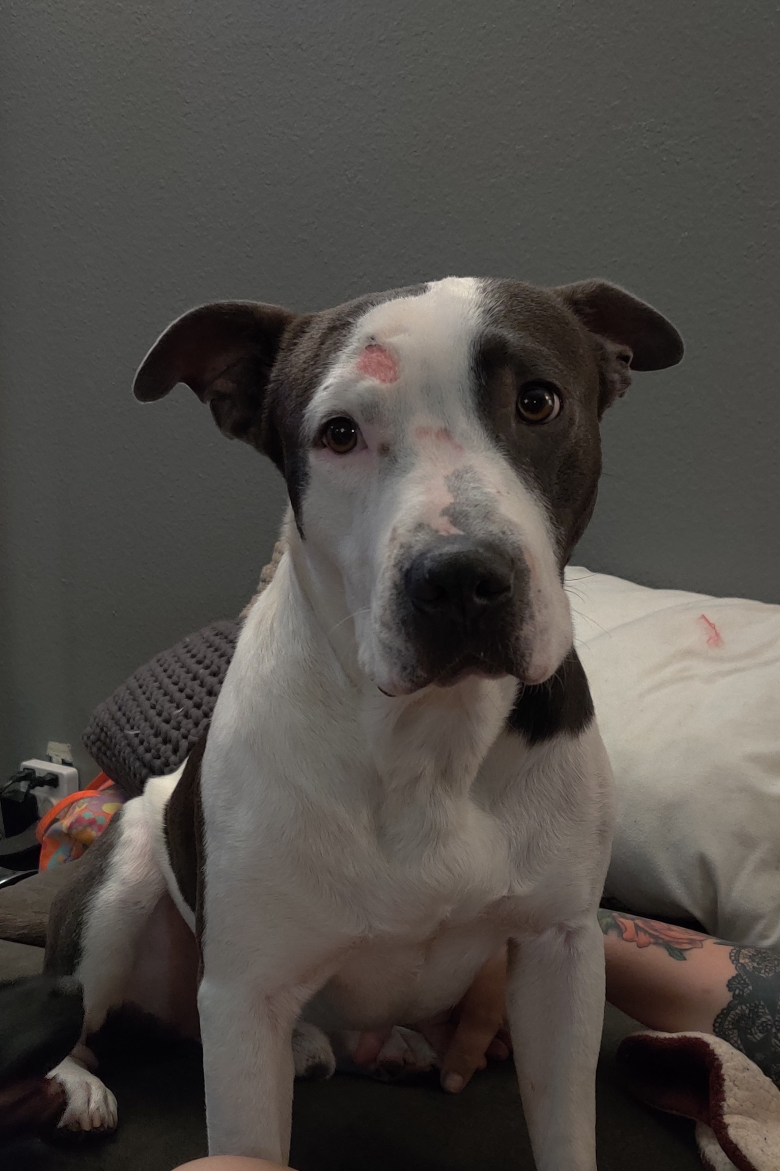 adoptable Dog in Long Beach,CA named Lazlo