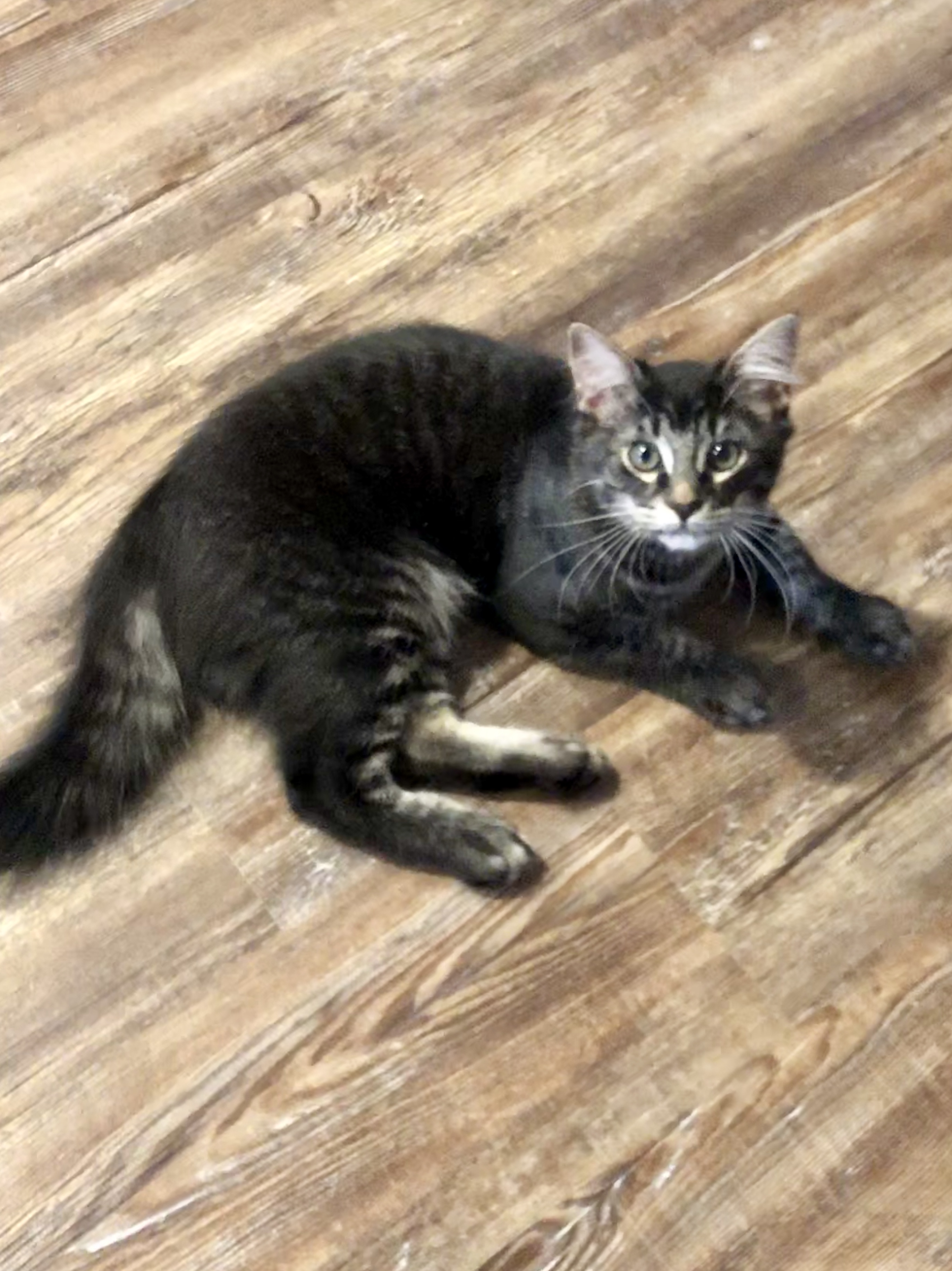 adoptable Cat in Panama City,FL named Onyx