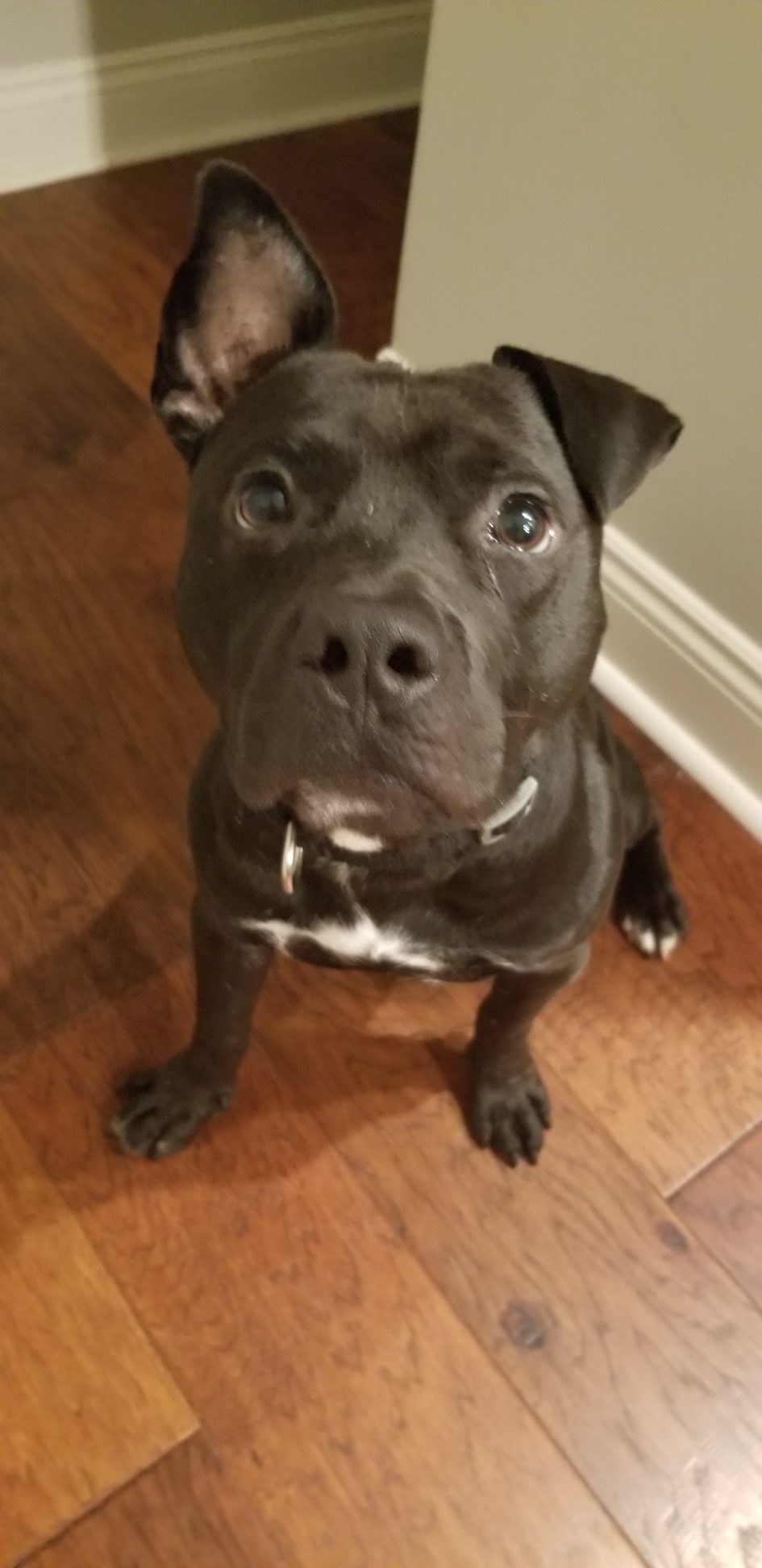 adoptable Dog in Lafayette,LA named Rambo