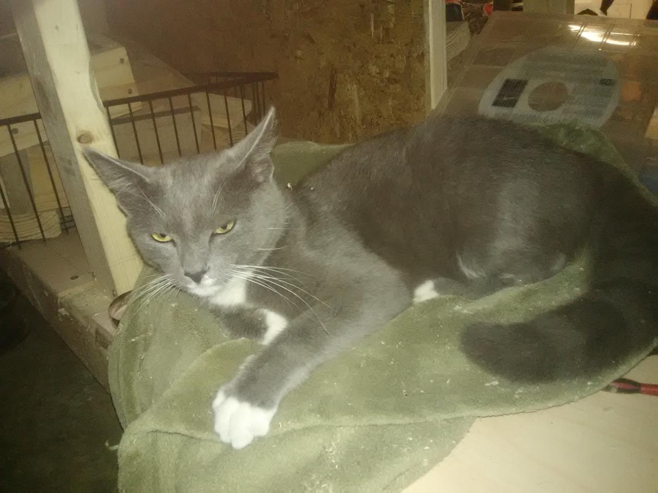 adoptable Cat in Ashland City,TN named Ms. Elizabeth