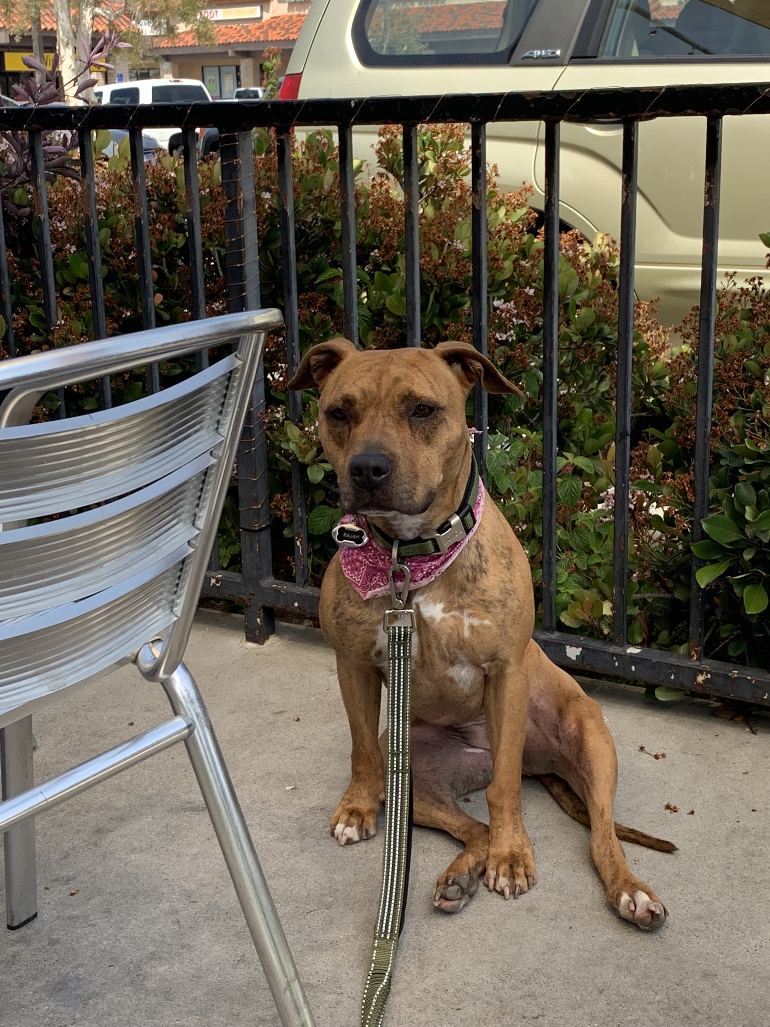 adoptable Dog in Sunland,CA named Rajah